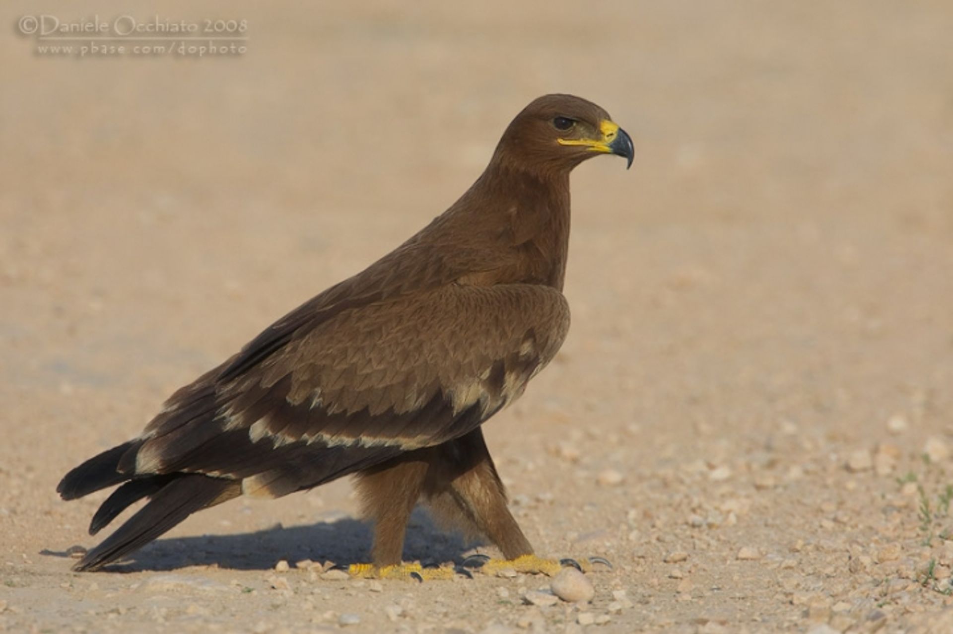 post_عقاب السهول (البادية)