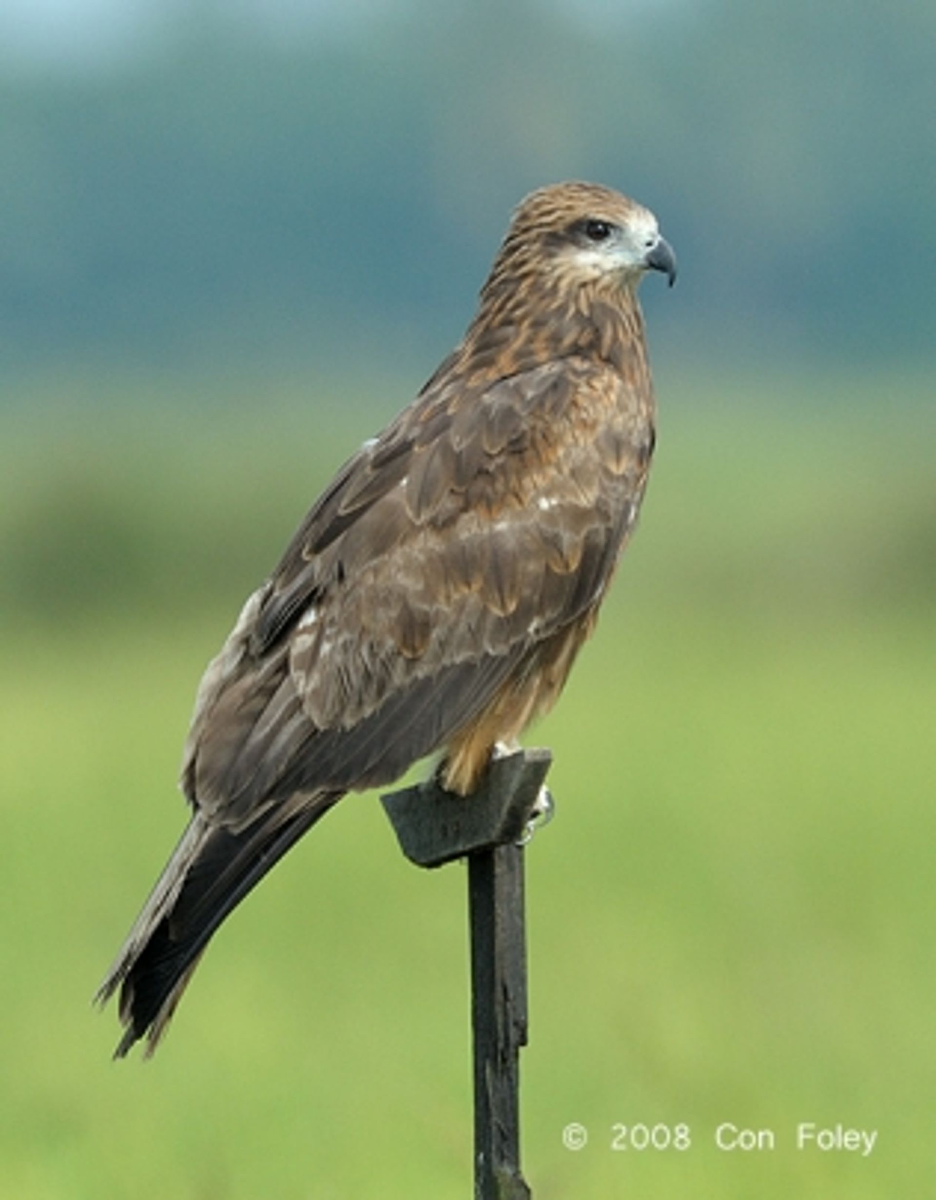 post_الحدأة السوداء