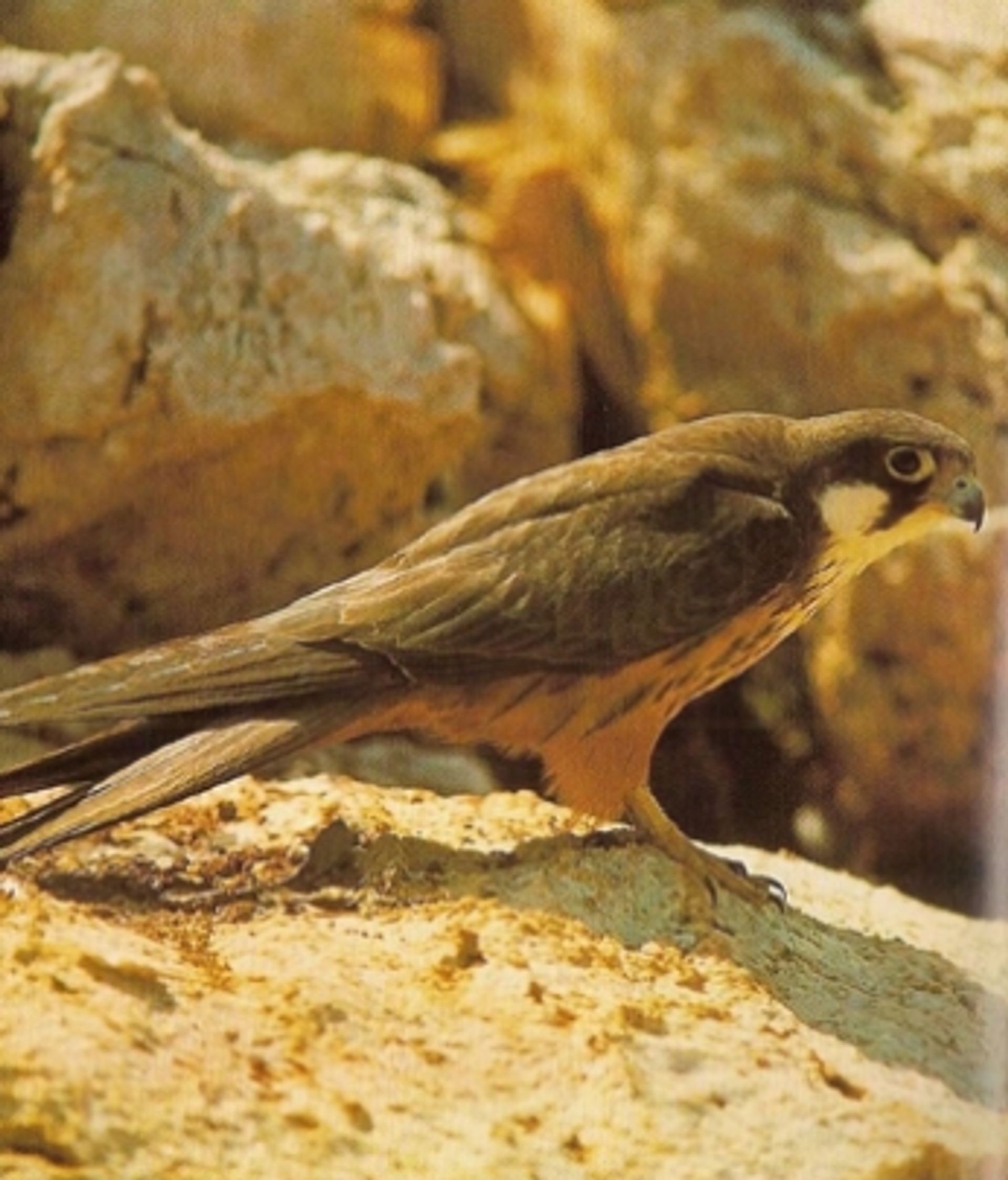 post_شاهين مغربي