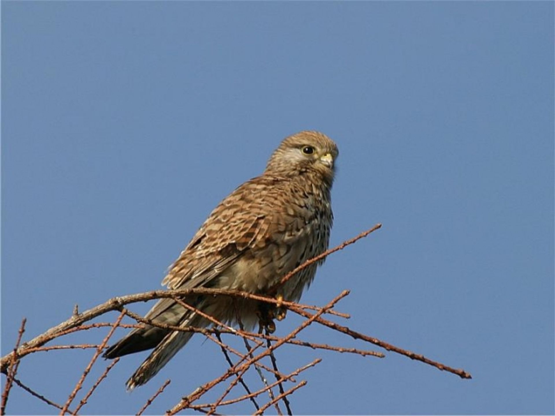 post_العوسق (صقر الجراد أو الشبوط)