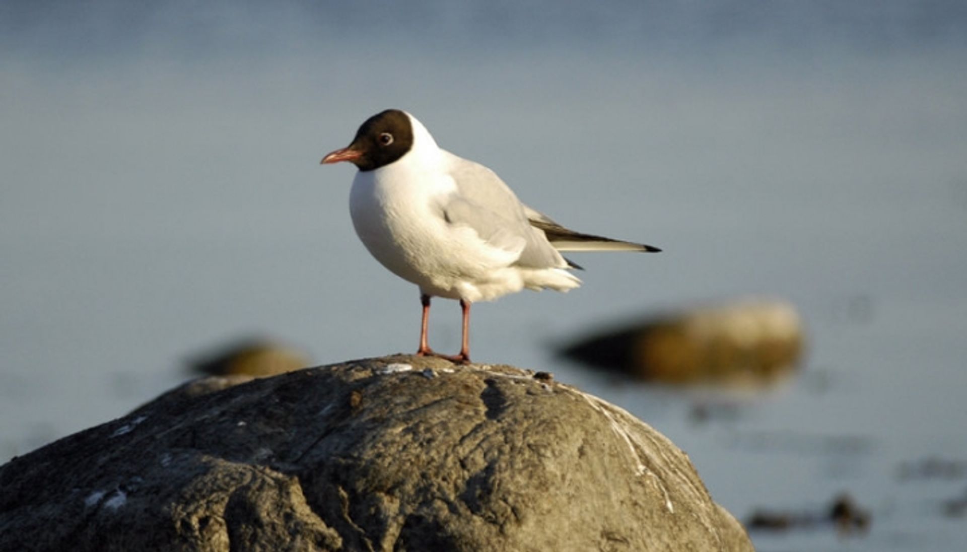 post_نورس أسود الرأس