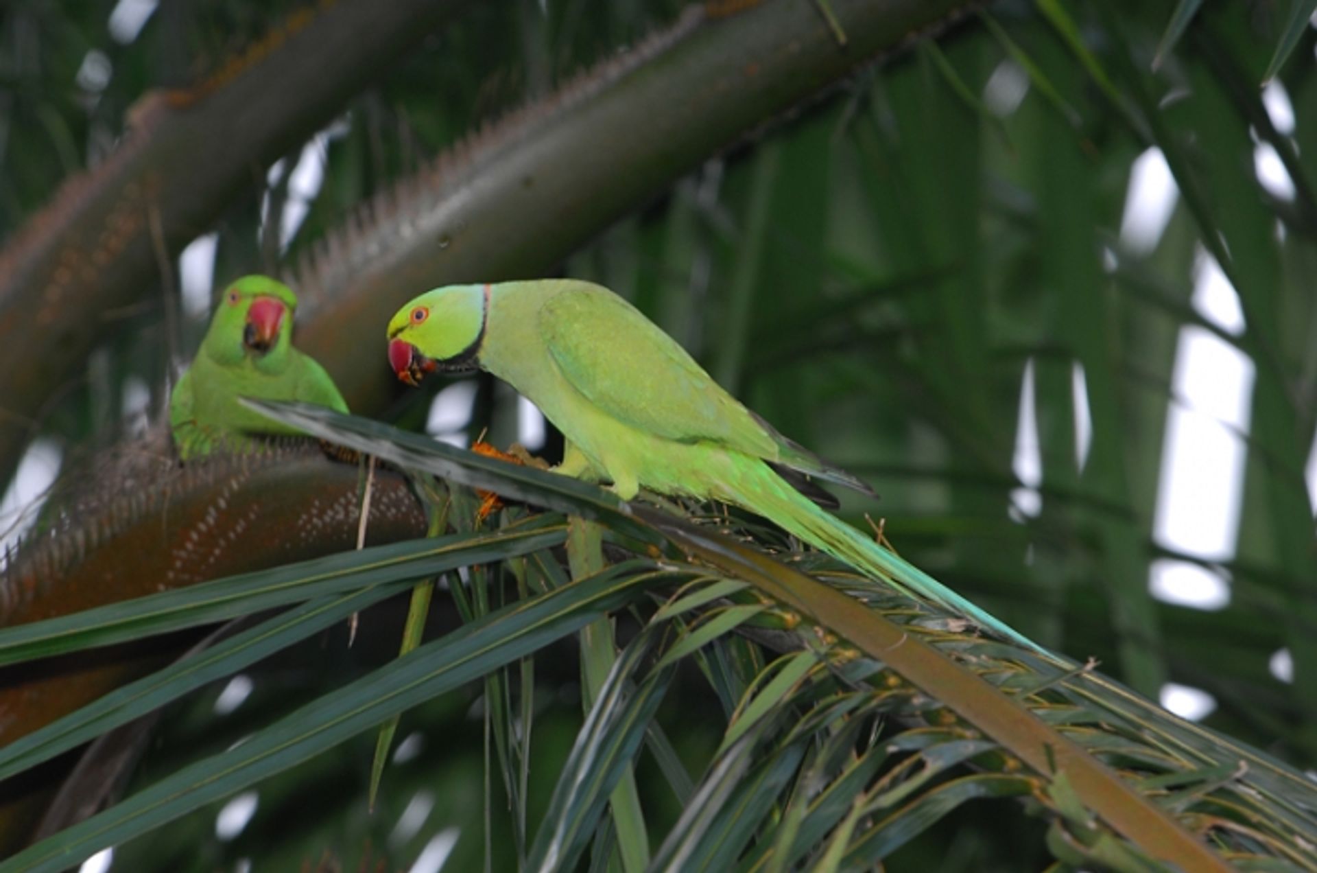 post_درة هندية مطوقة