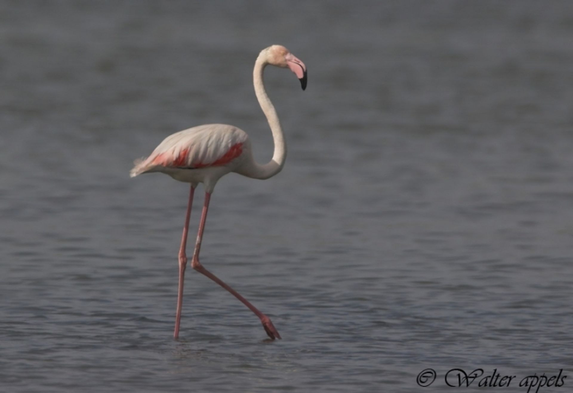 post_ النحام الكبير