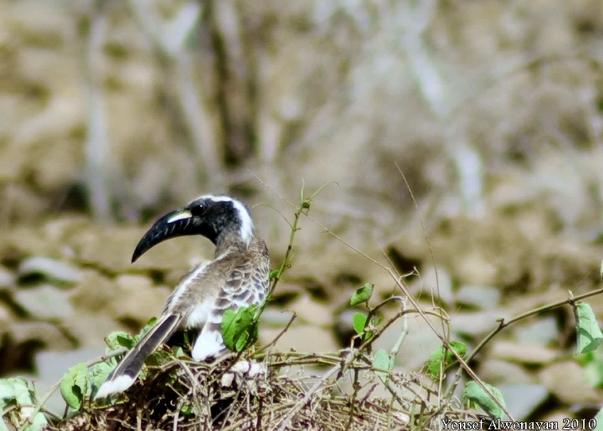 post_البوقير الرمادي الأفريقي /أبو معول