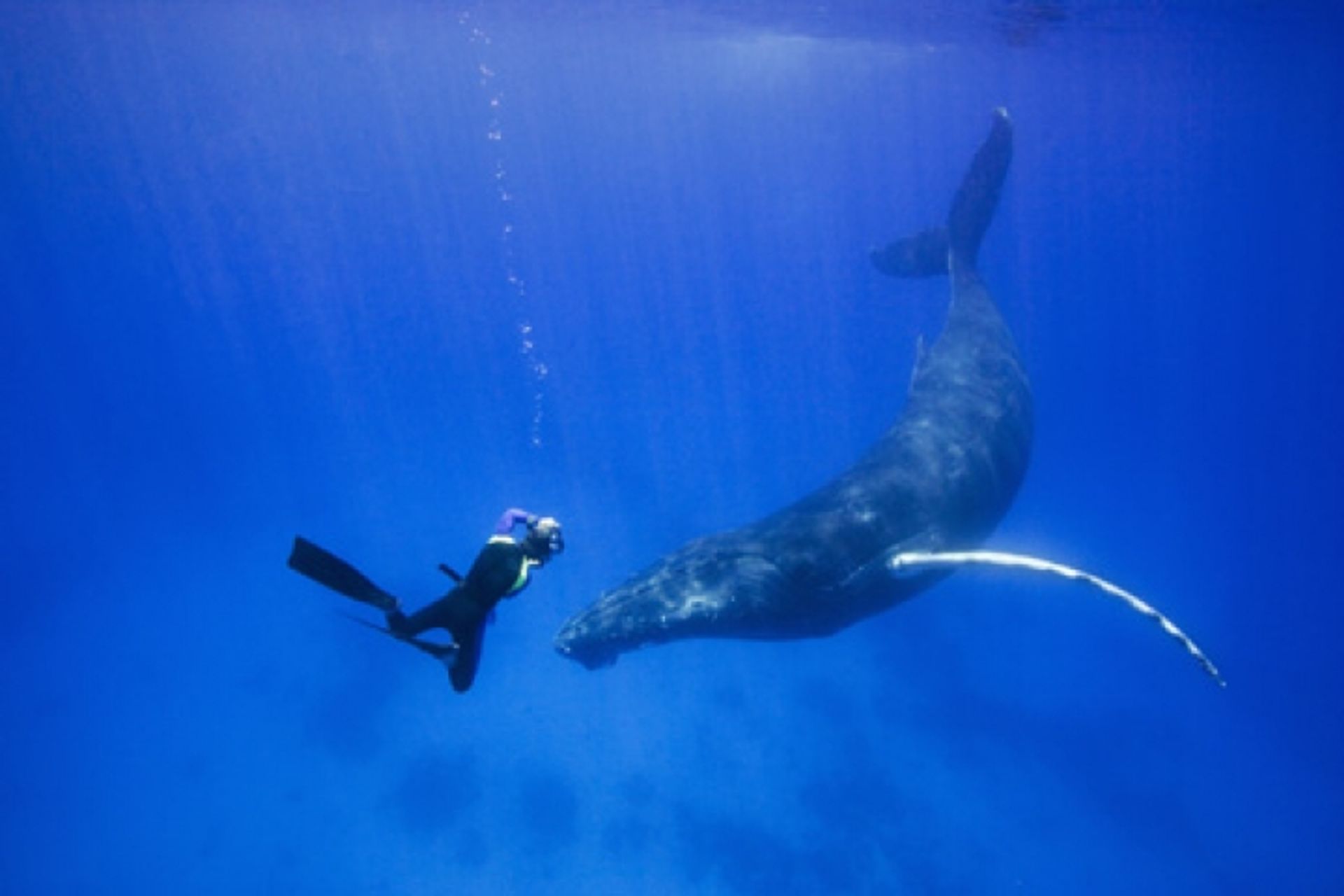 post_الحوت أحدب الظهر