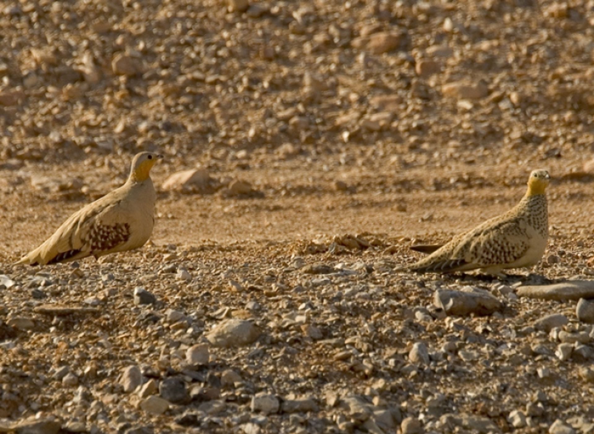 post_القطا المنقط