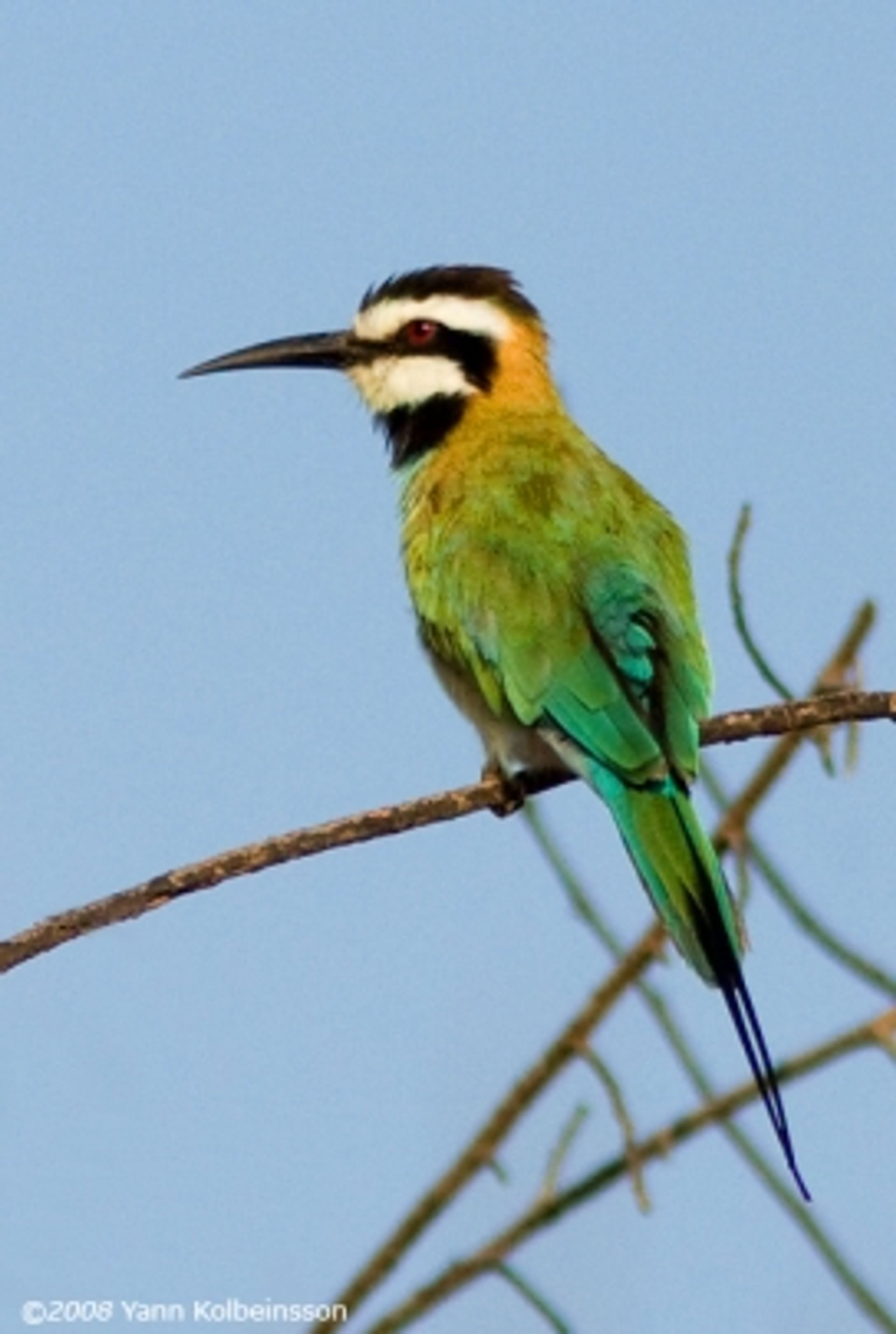 post_الوروار ذو الزور الأبيض