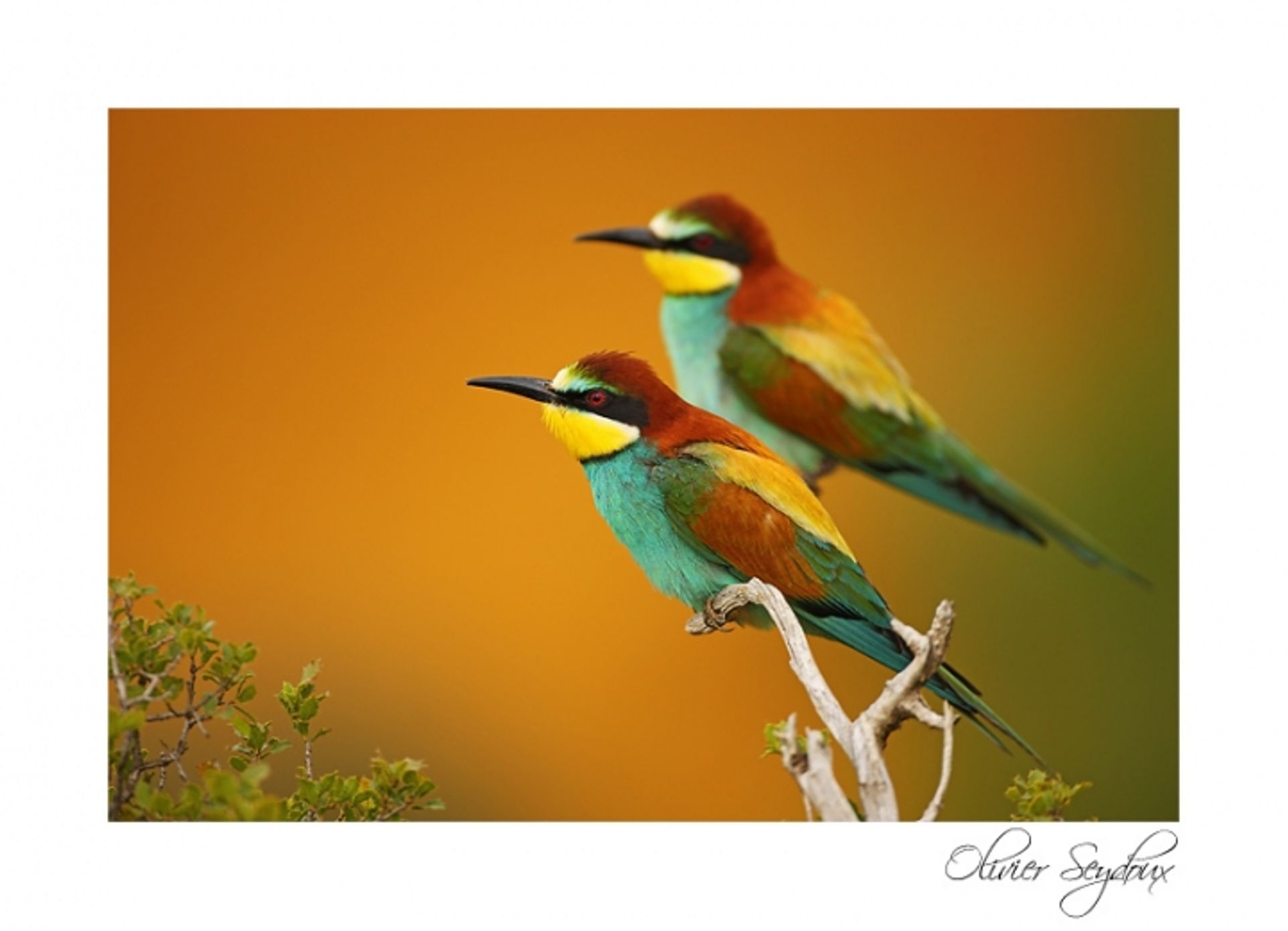 post_الوروار الأوروبي (آكل النحل الأوروبي)