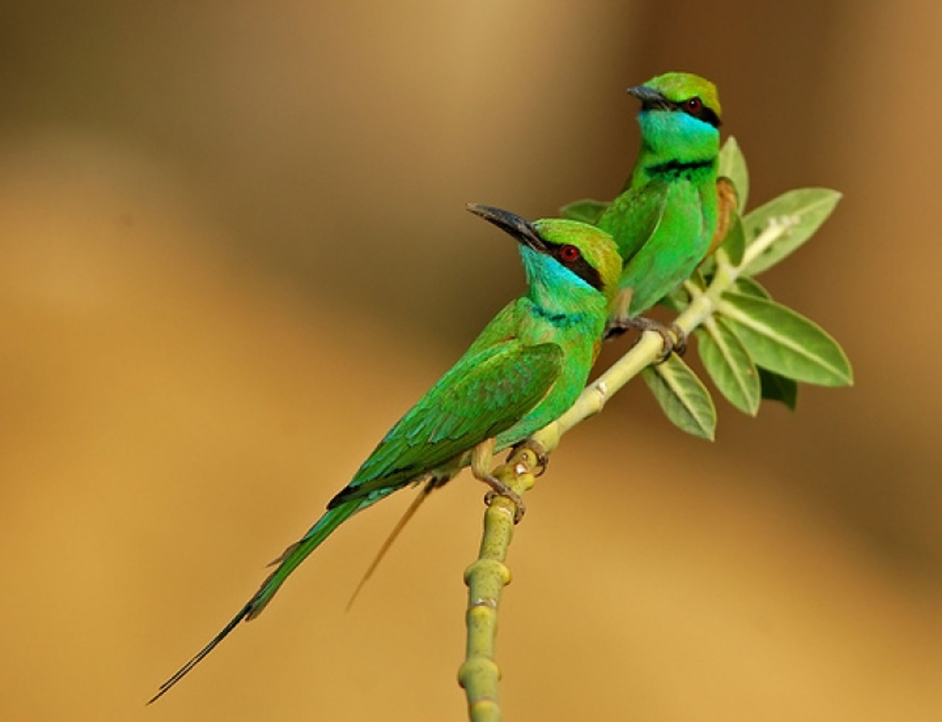 post_الوروار الشرقي الصغير آكل النحل الصغير