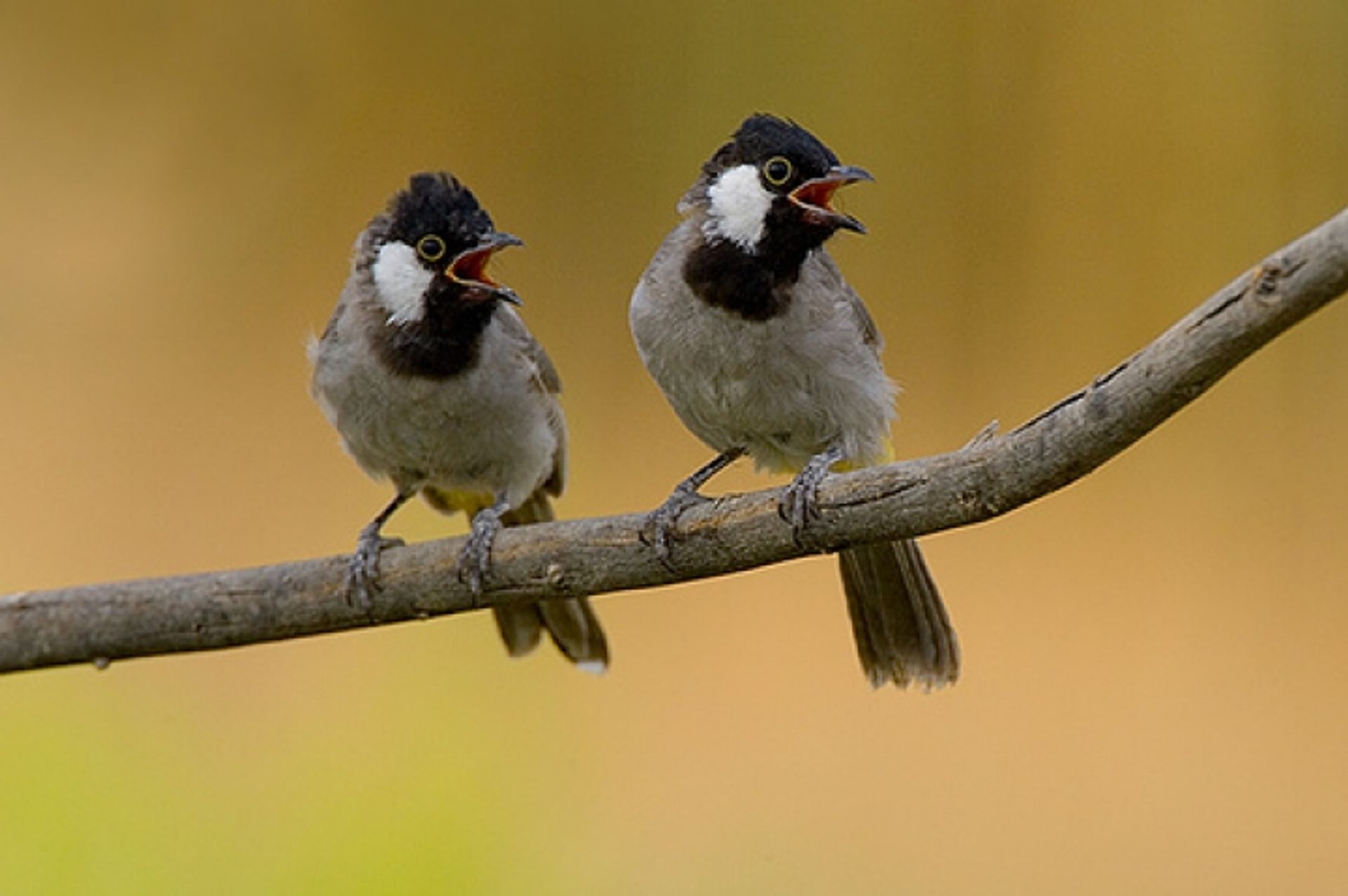 post_البلبل أبيض الخد