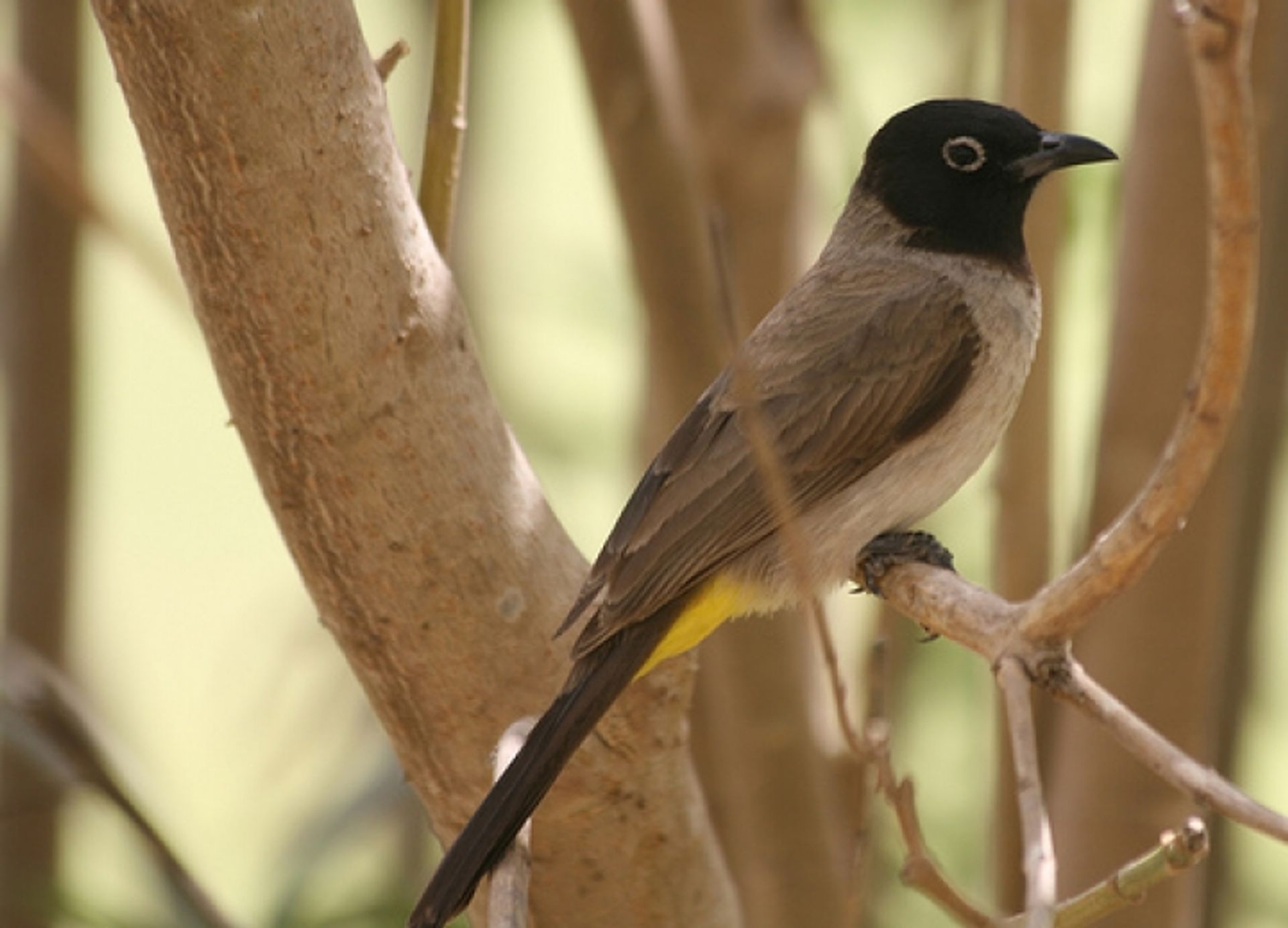 post_البلبل أصفر العجز