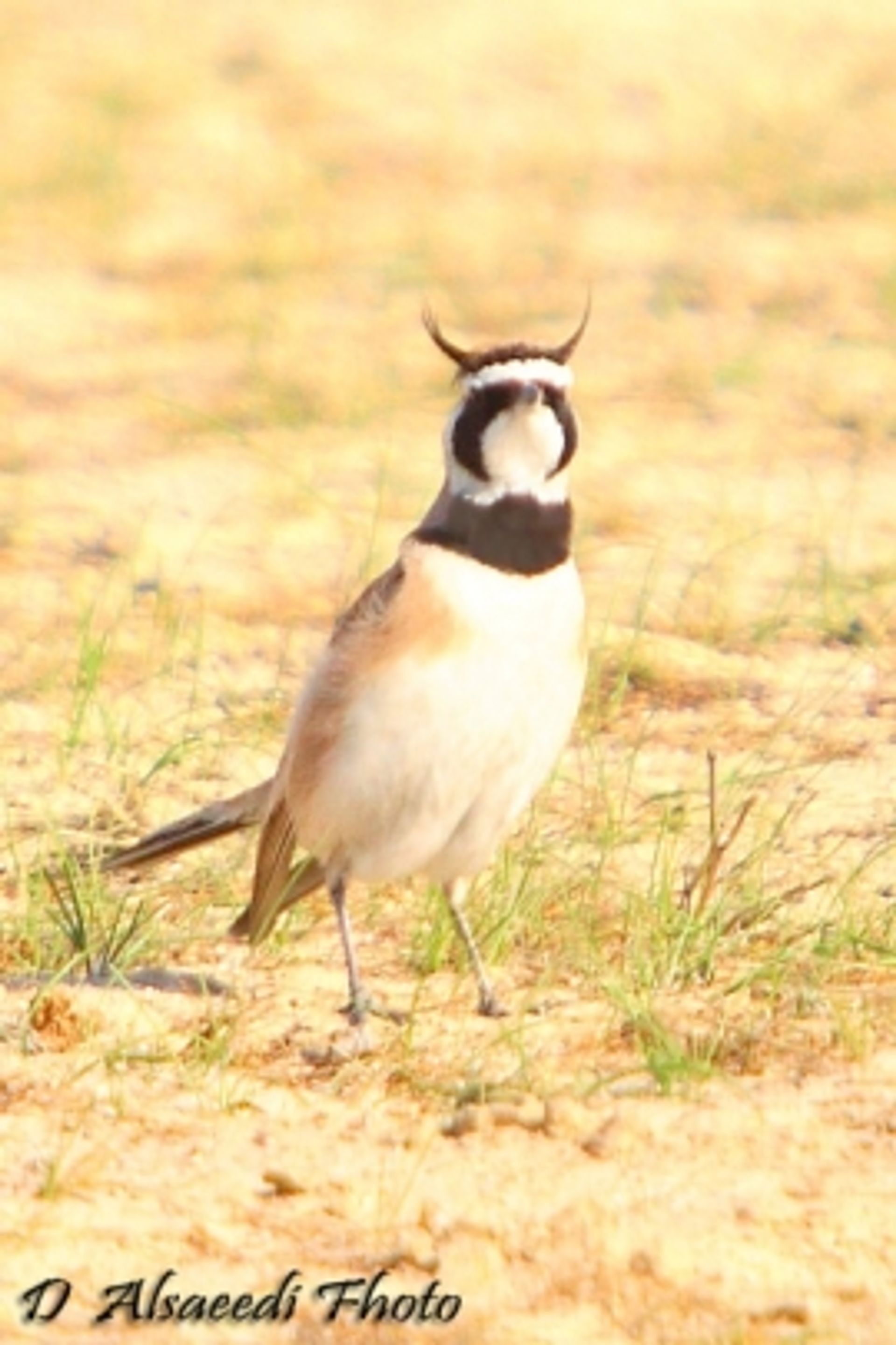 post_قبرة تمنك القرناء