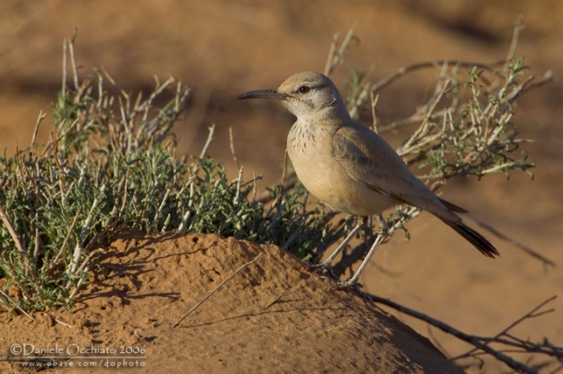 post_القبرة الهدهدية (المكاء)