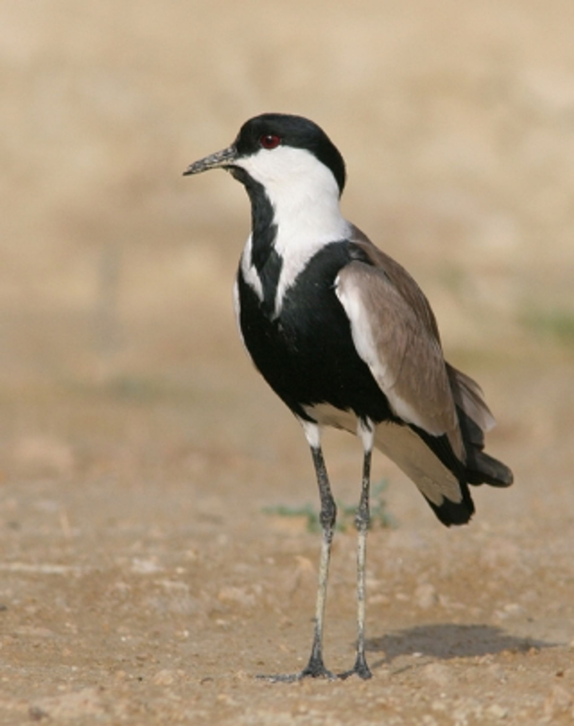 post_قطقاط شوكي الجناح