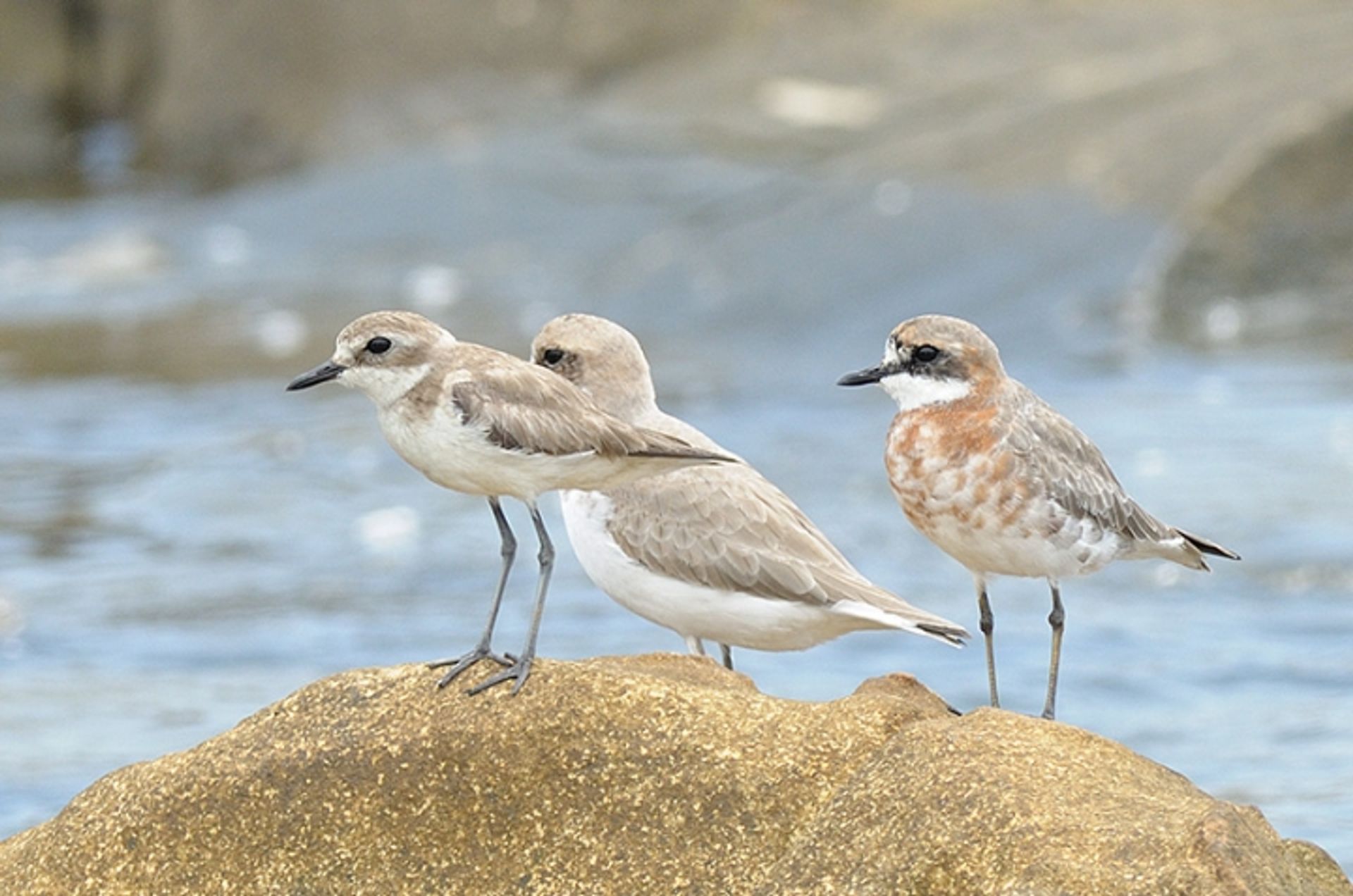 post_زقزاق الرمل الصغير