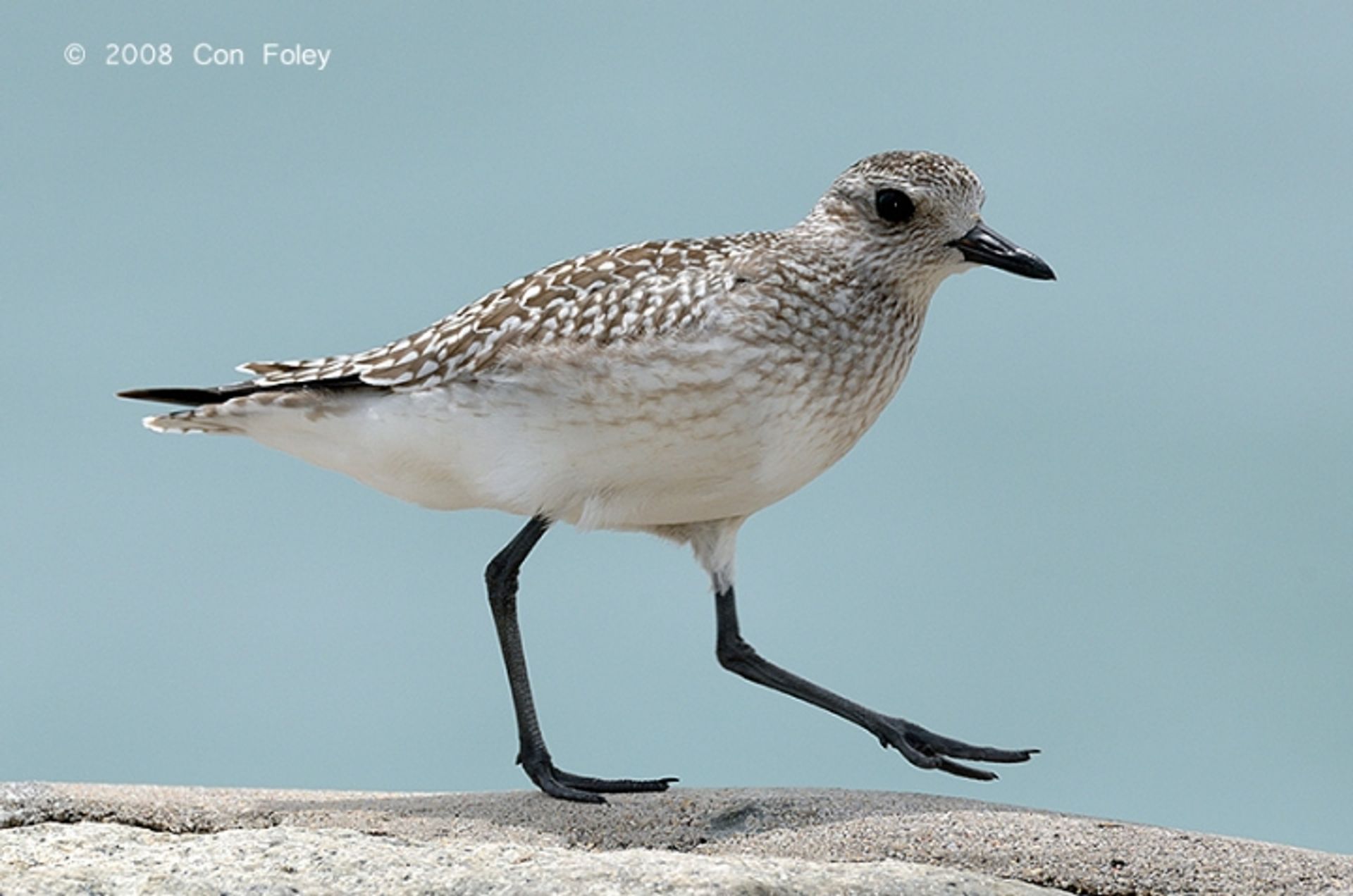 post_الزقزاق الرمادي