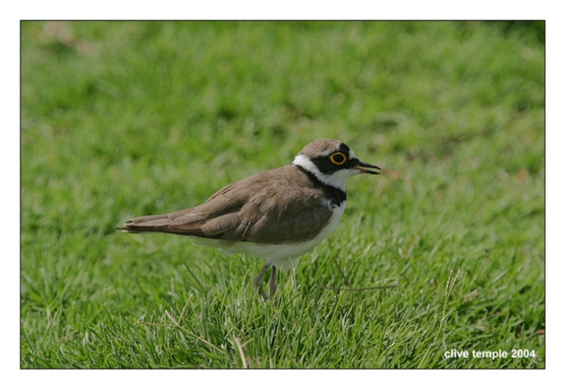 post_الزقزاق المطوق الصغير