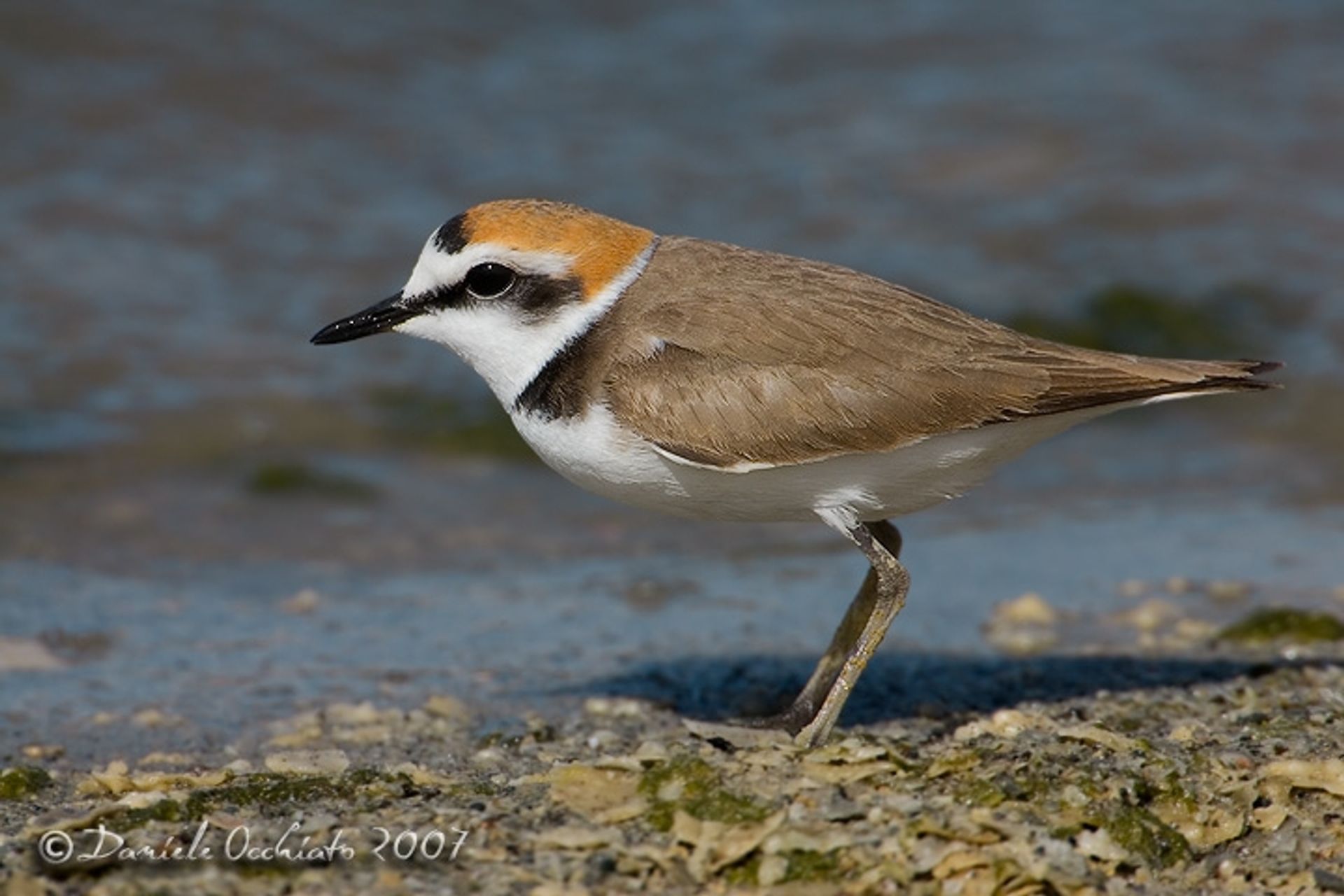 post_الزقزاق الإسكندراني