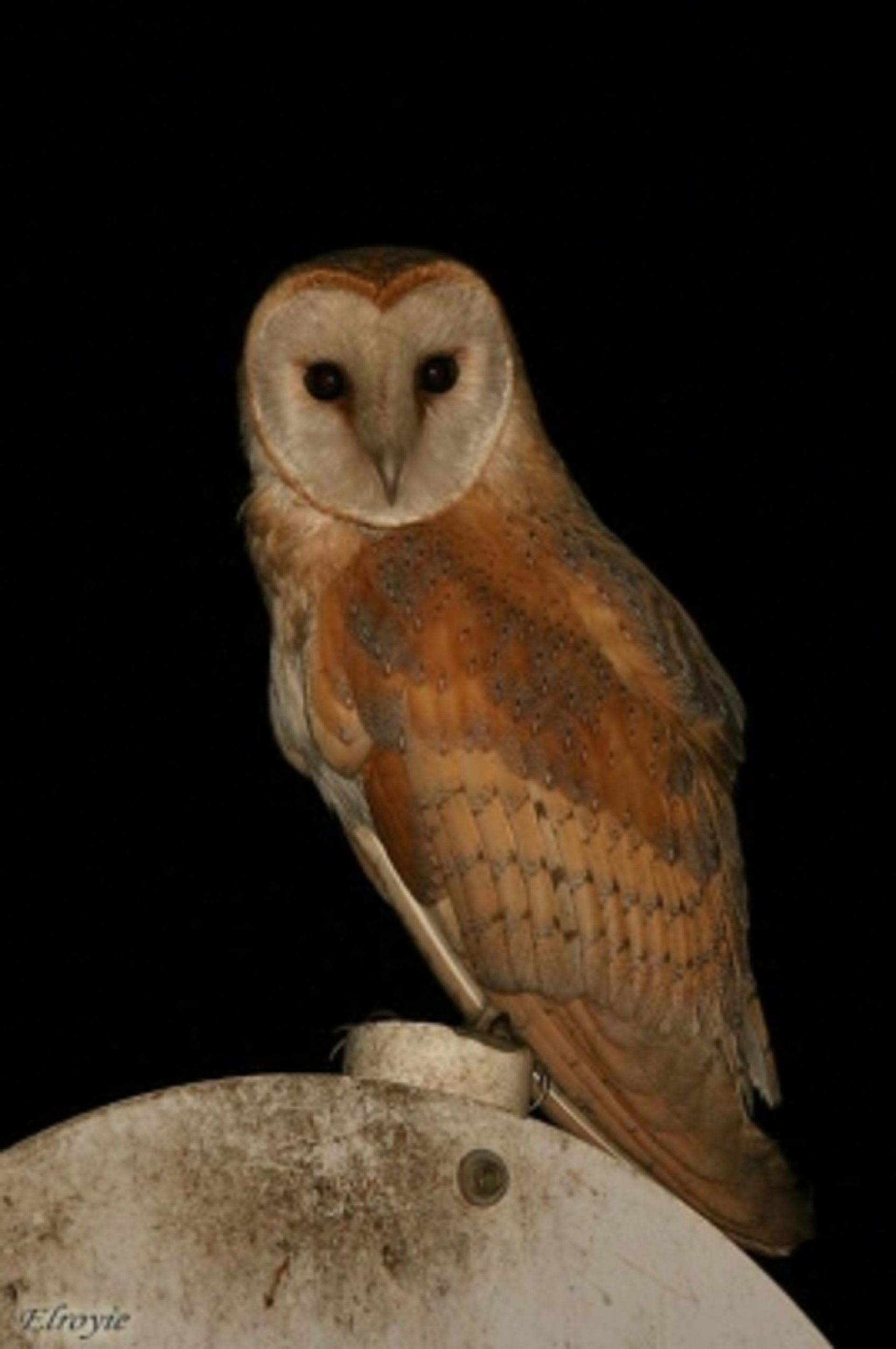 post_بومة المخازن (البومة البيضاء)