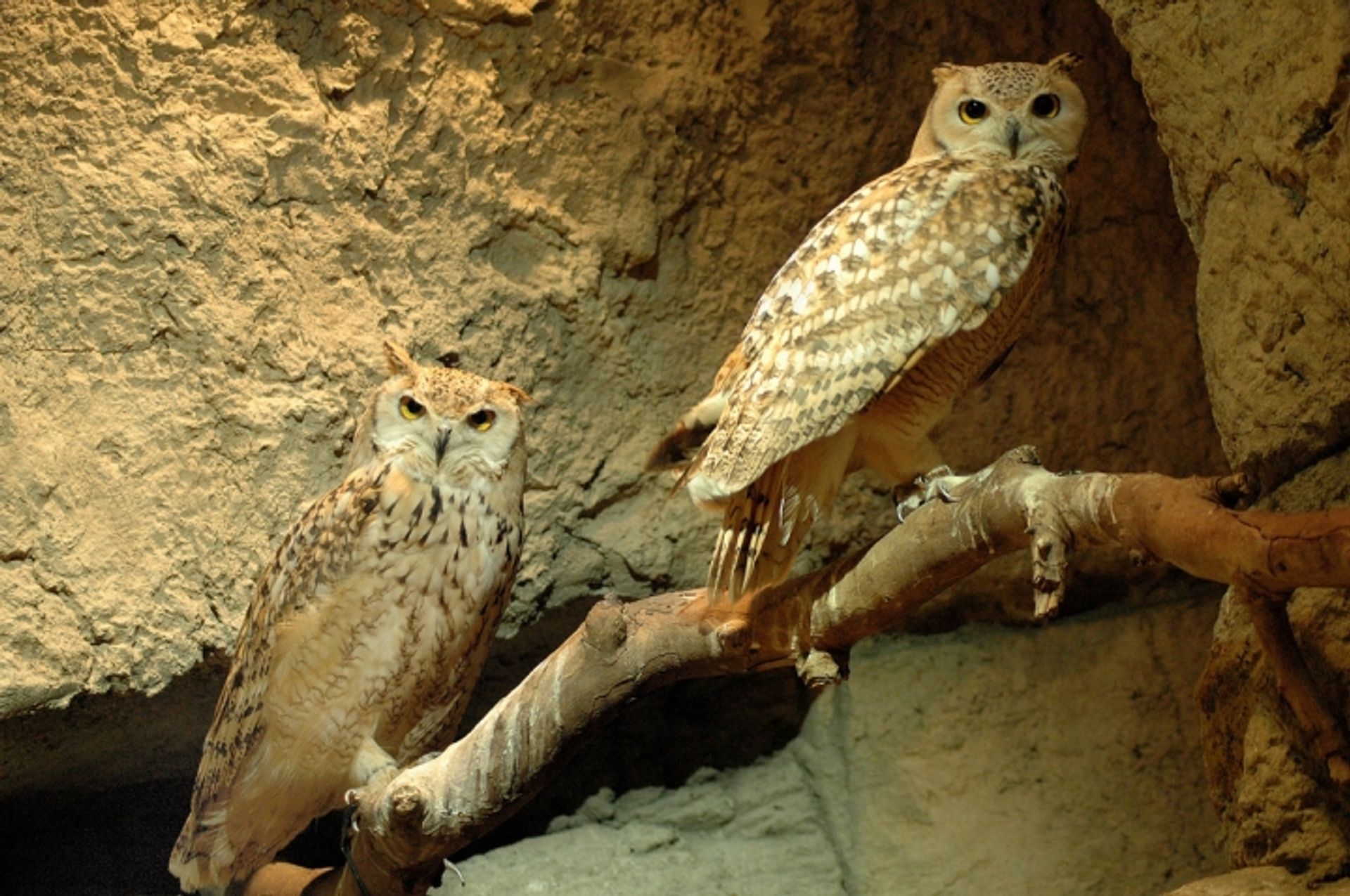 post_البومة العقابية (بوهة)