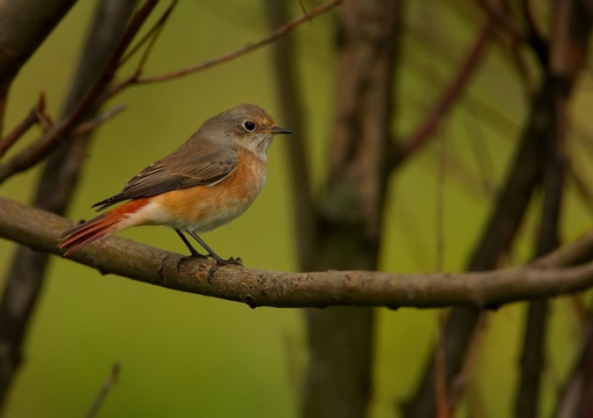 post_الحميراء