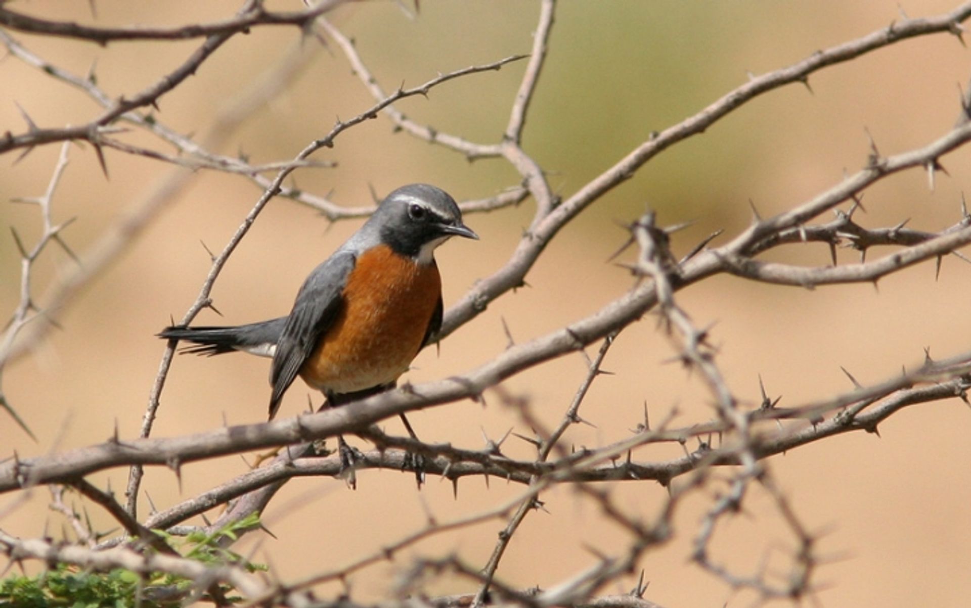 post_أبو الحناء أبيض الزور