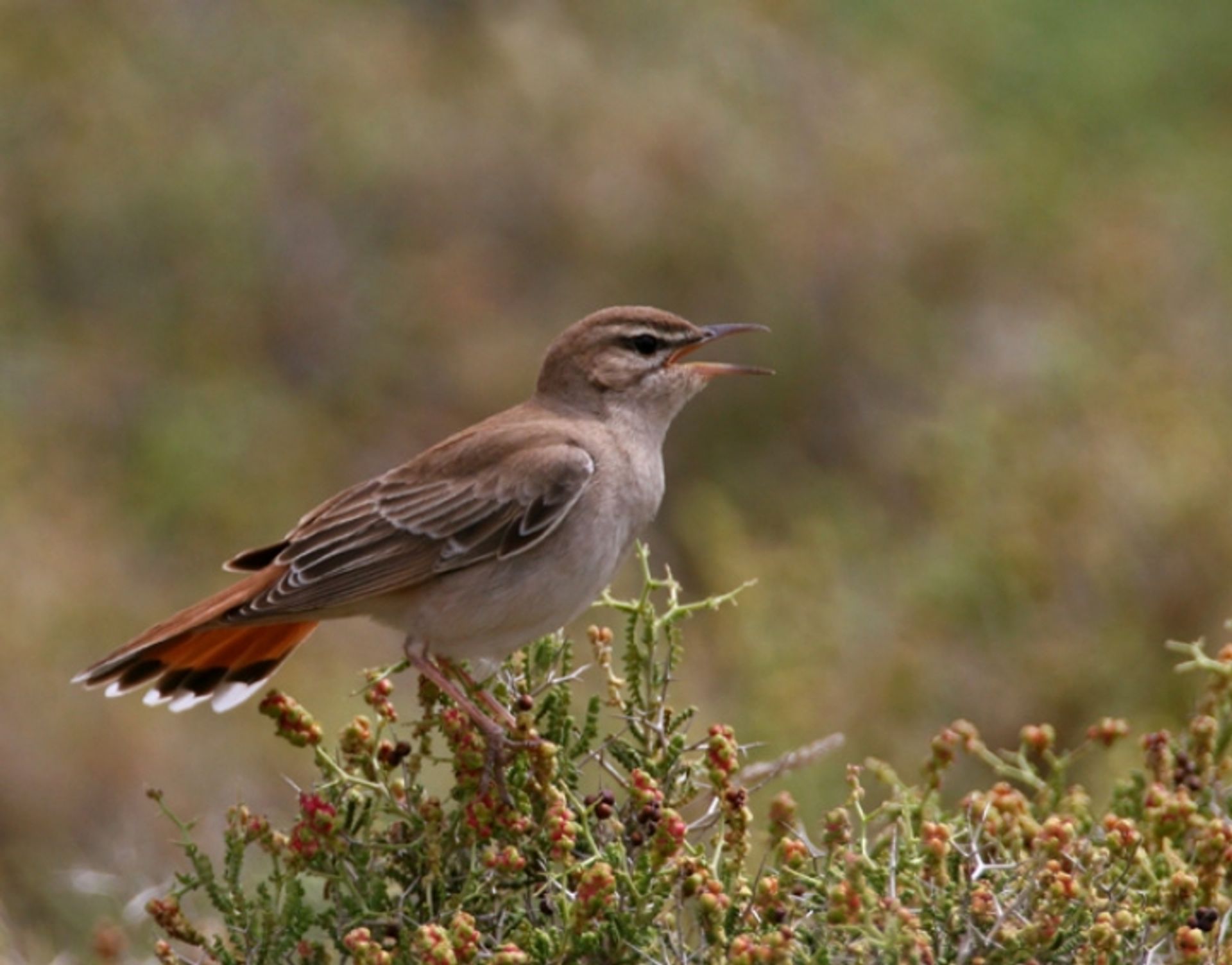 post_أبوحناء الأحراش الأحمر