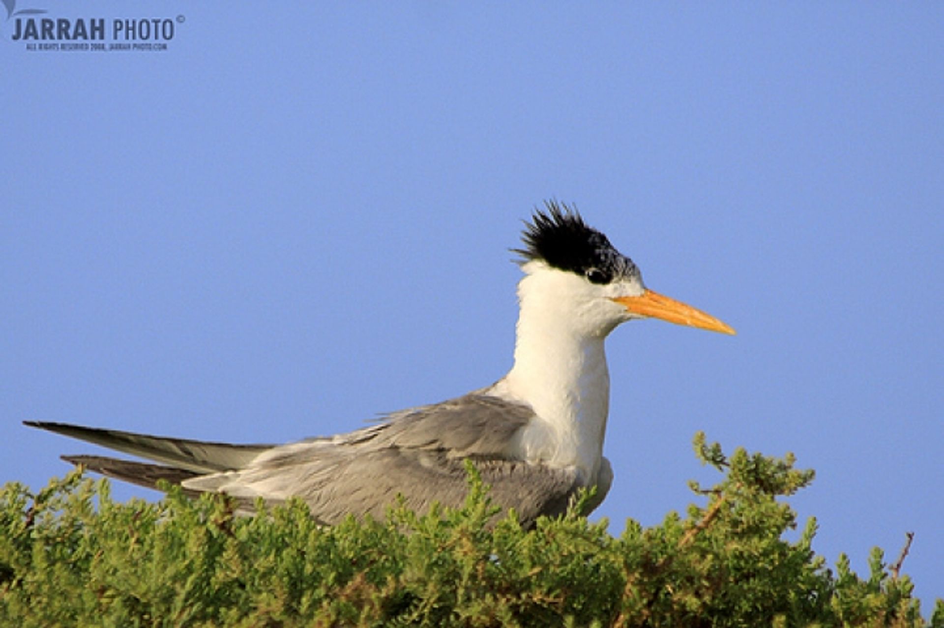 post_الخرشنة المتوجة الصغيرة