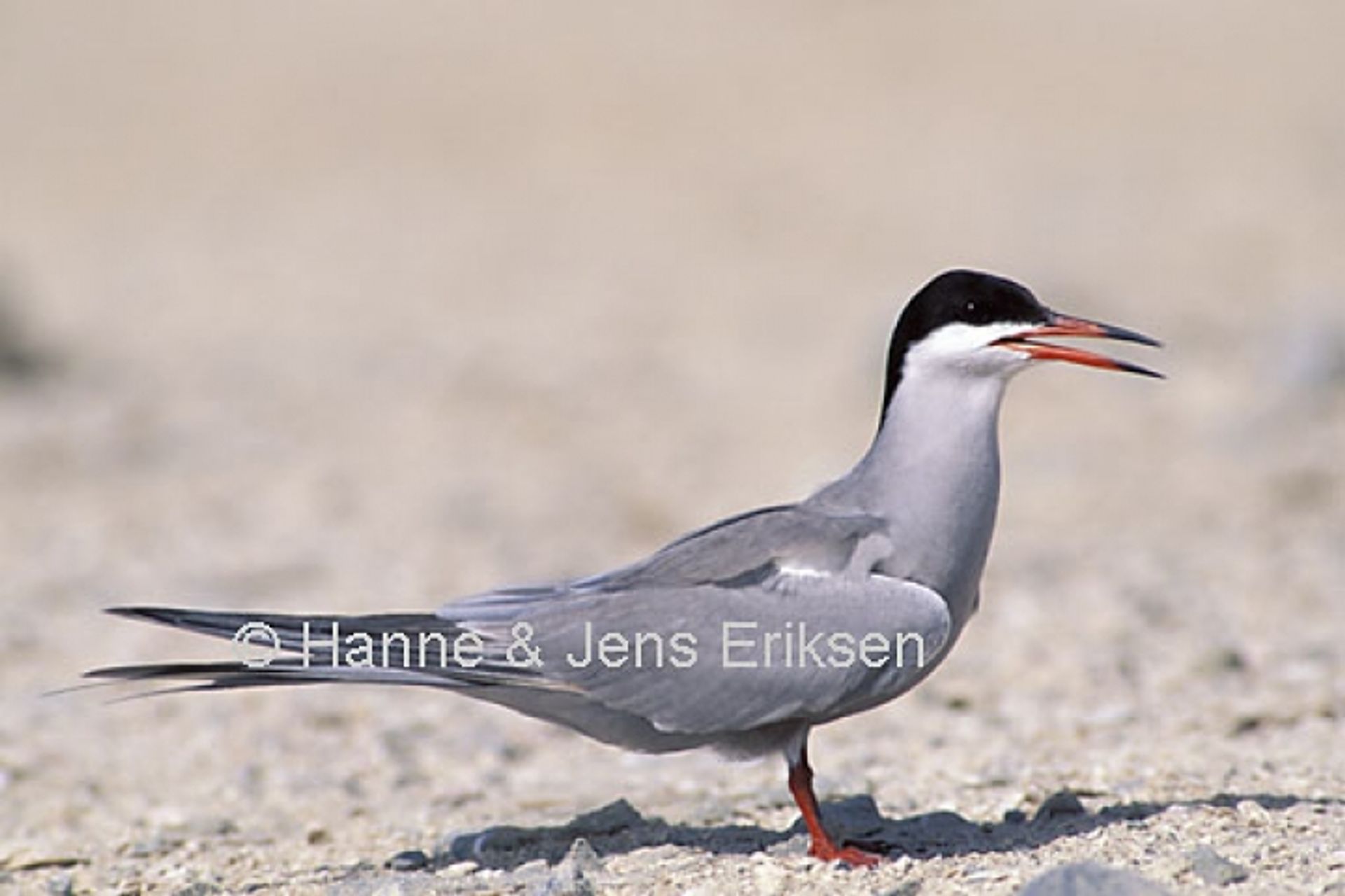 post_الخرشنة بيضاء الخد