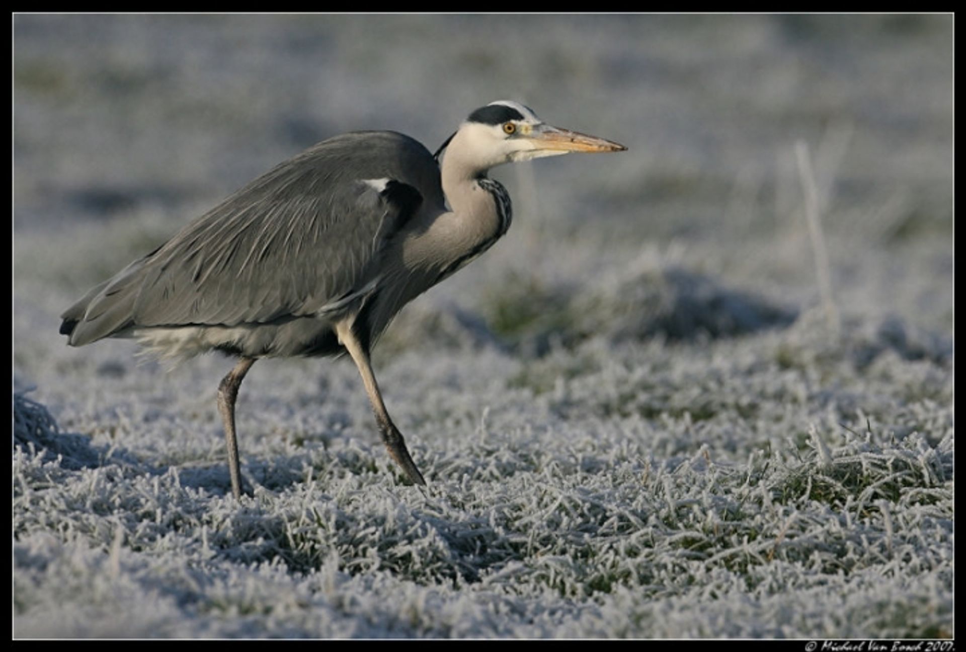 post_بلشون رمادي (مالك الحزين)