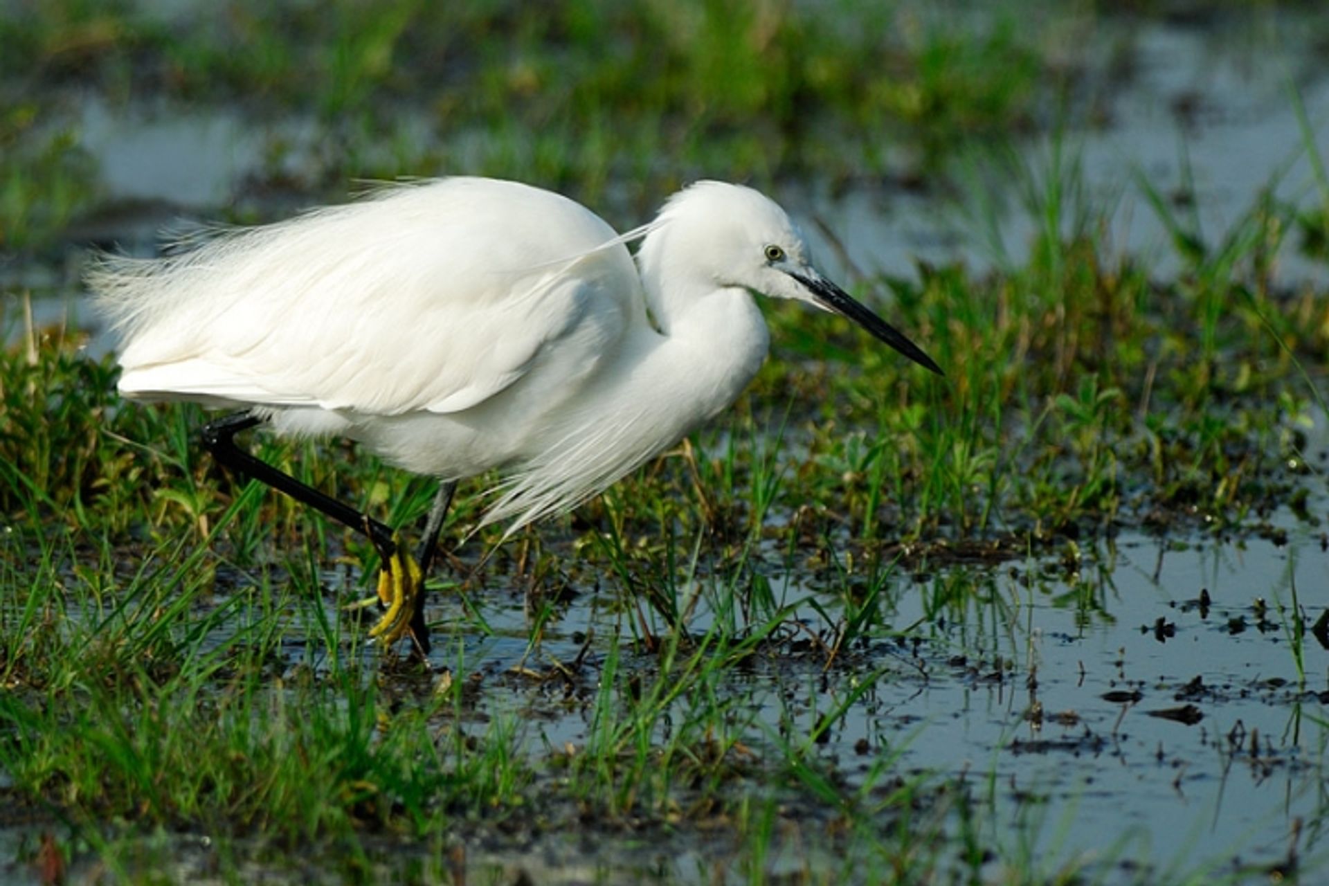 post_البلشون الأبيض الصغير