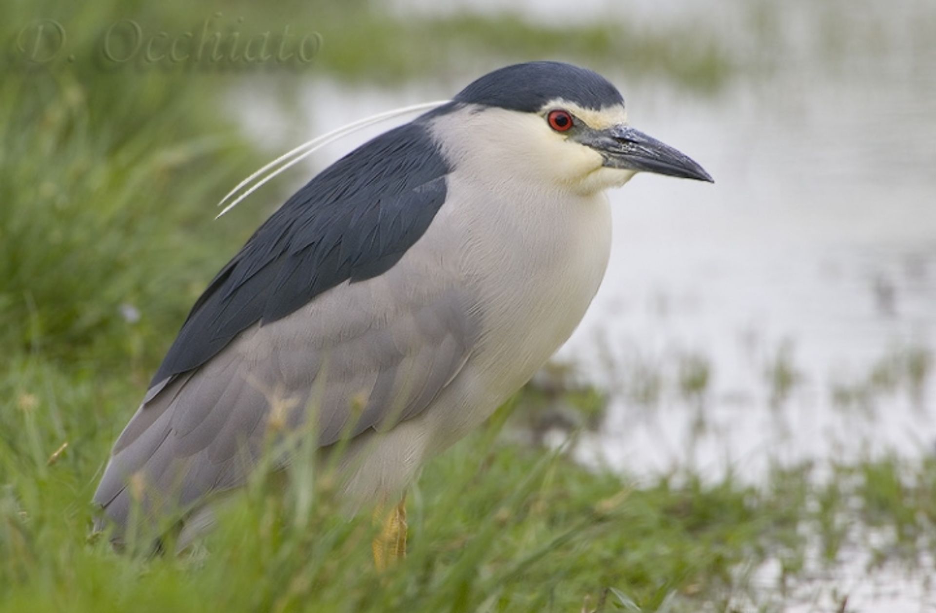 post_بلشون الليل