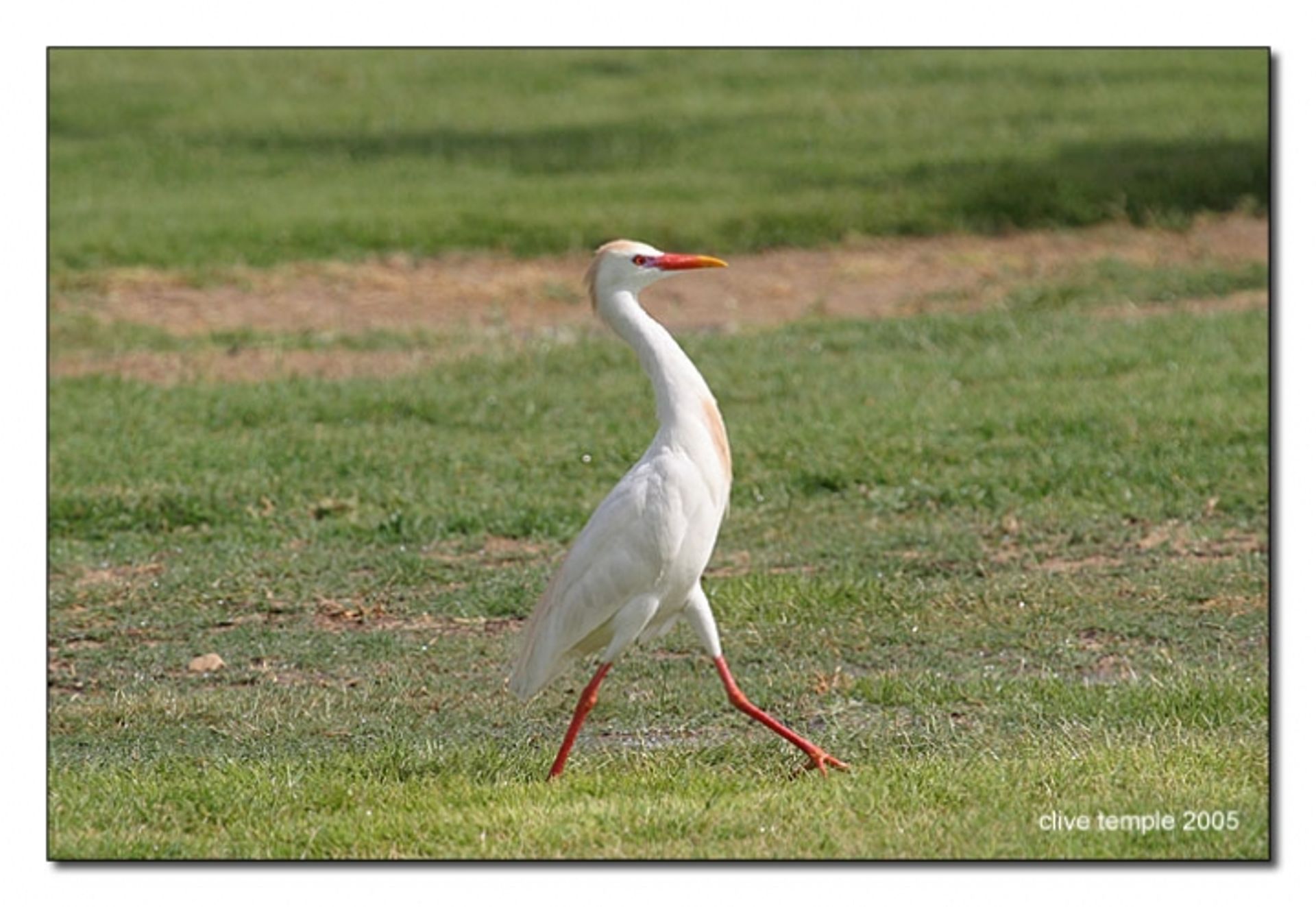 post_بلشون البقر