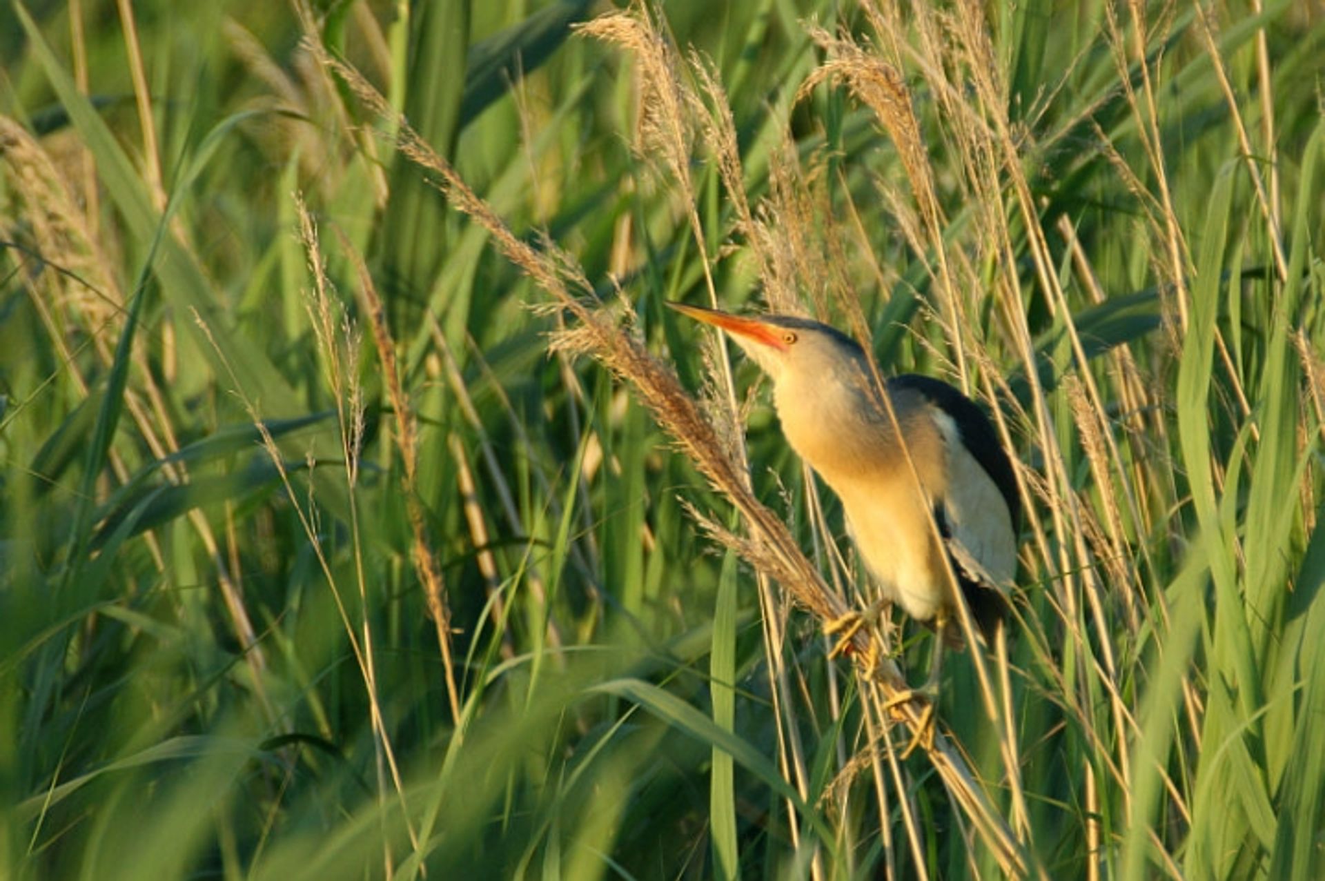 post_الواق الصغير