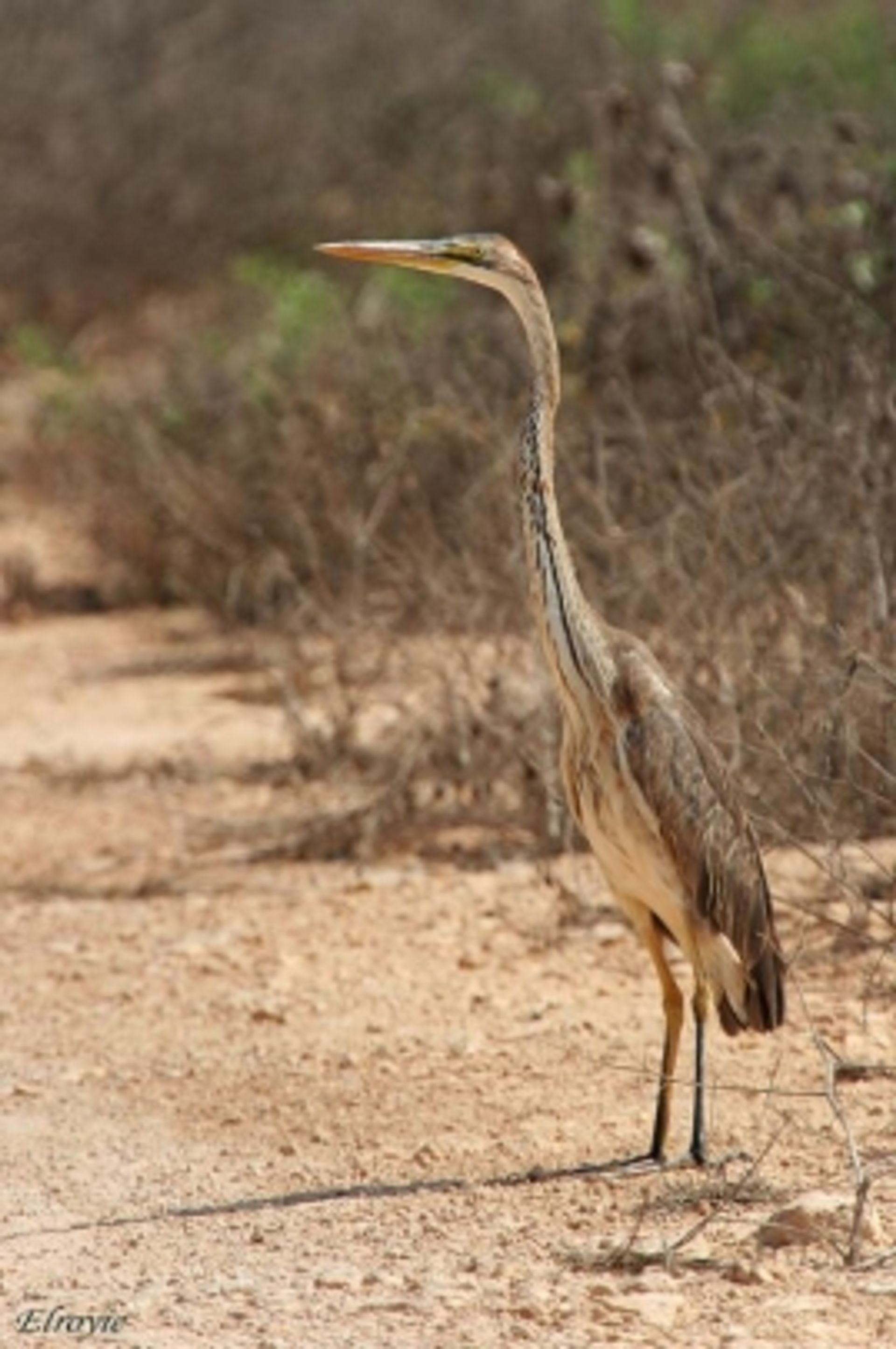 post_البلشون الأرجواني