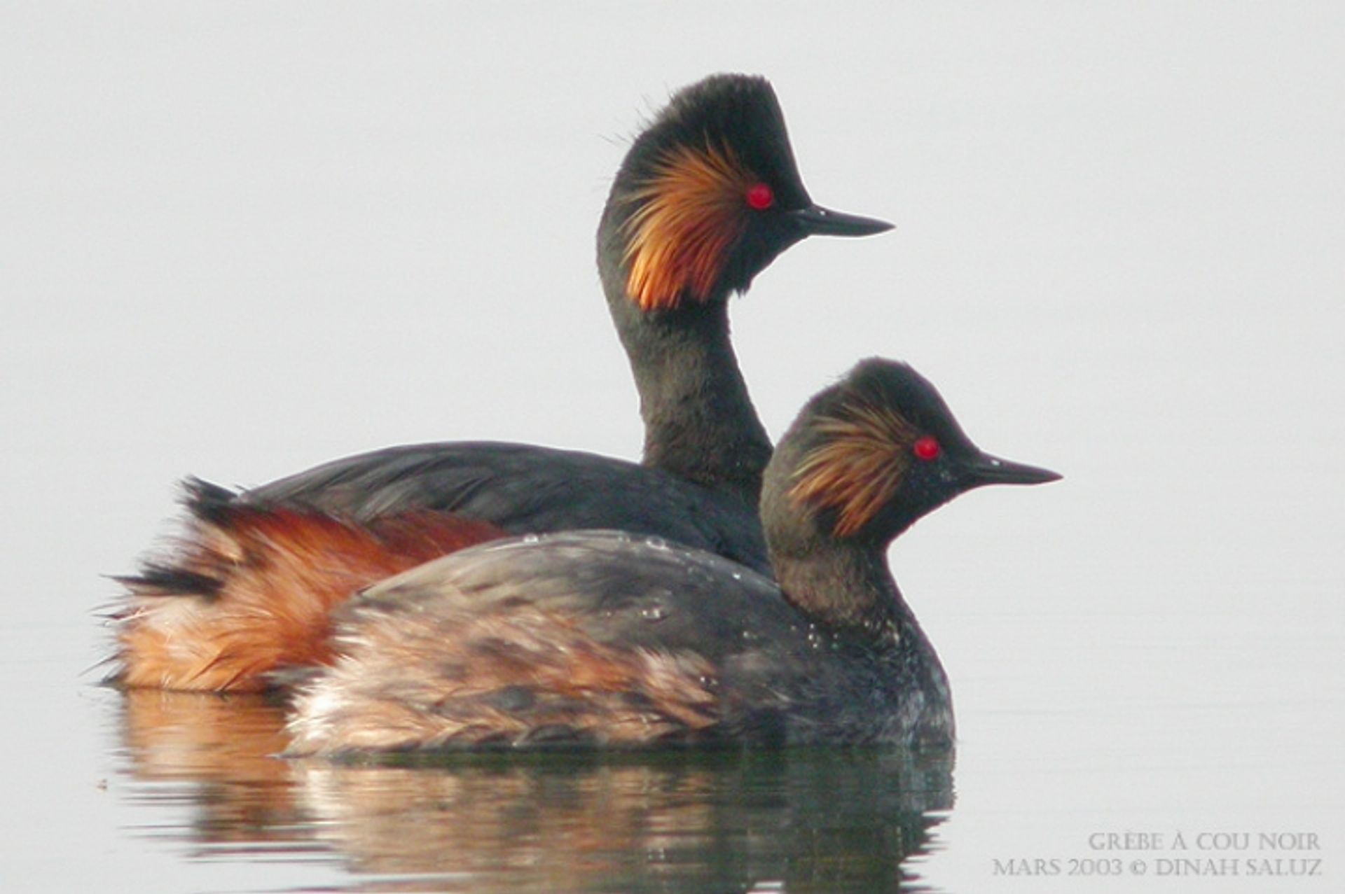 post_الغطاس أسود الرقبة