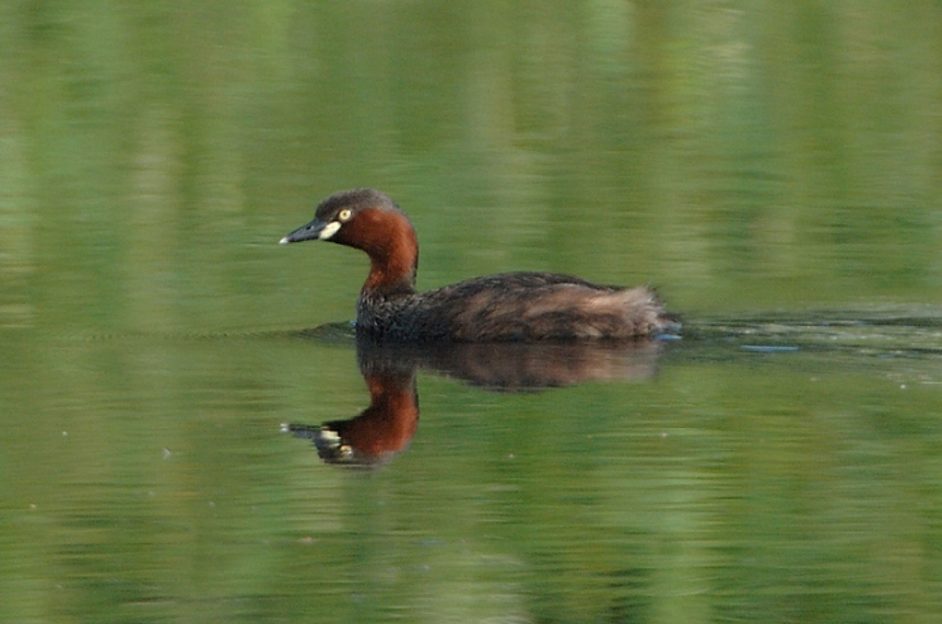 post_الغطاس الصغير