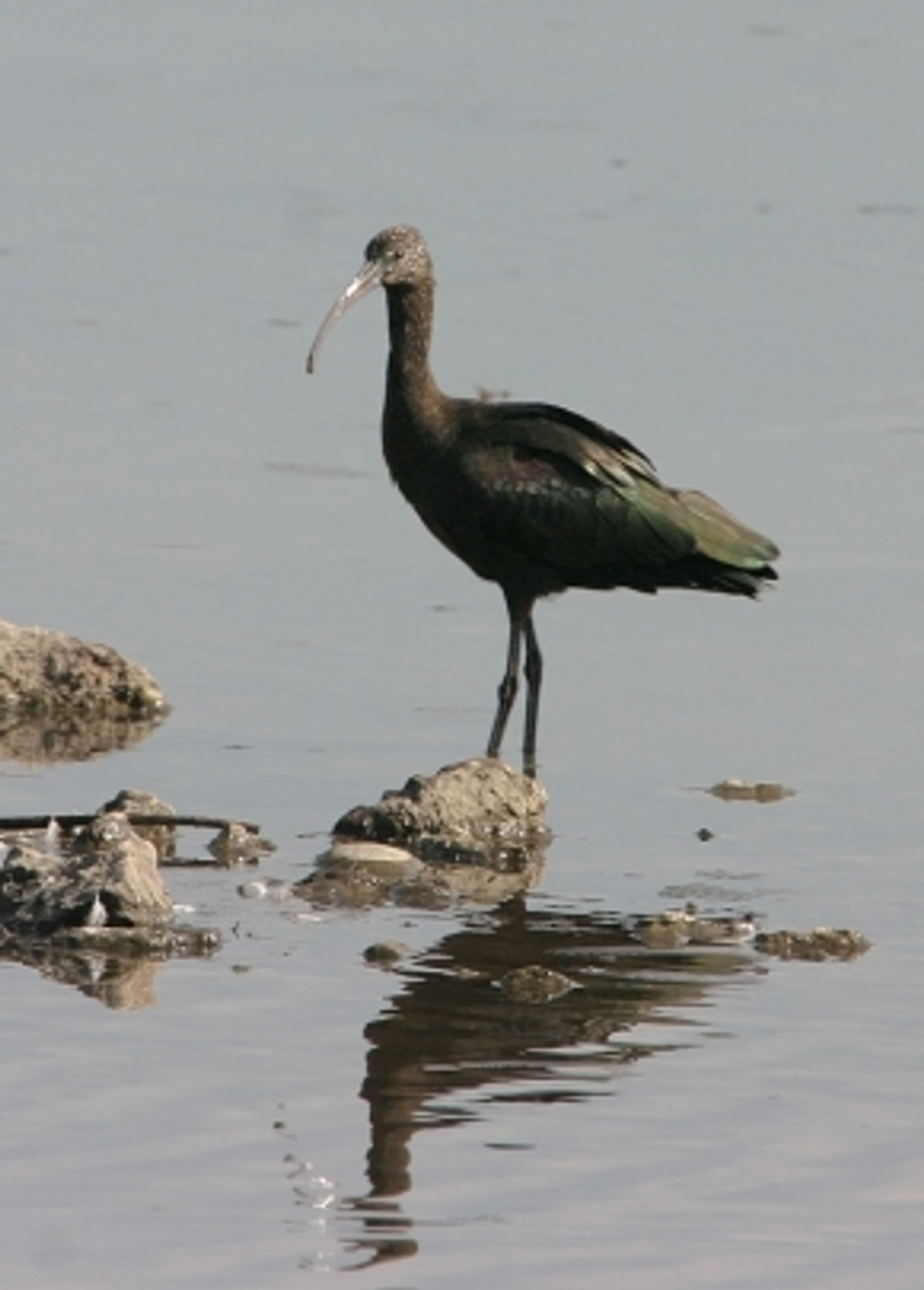 post_أبو منجل الأسود