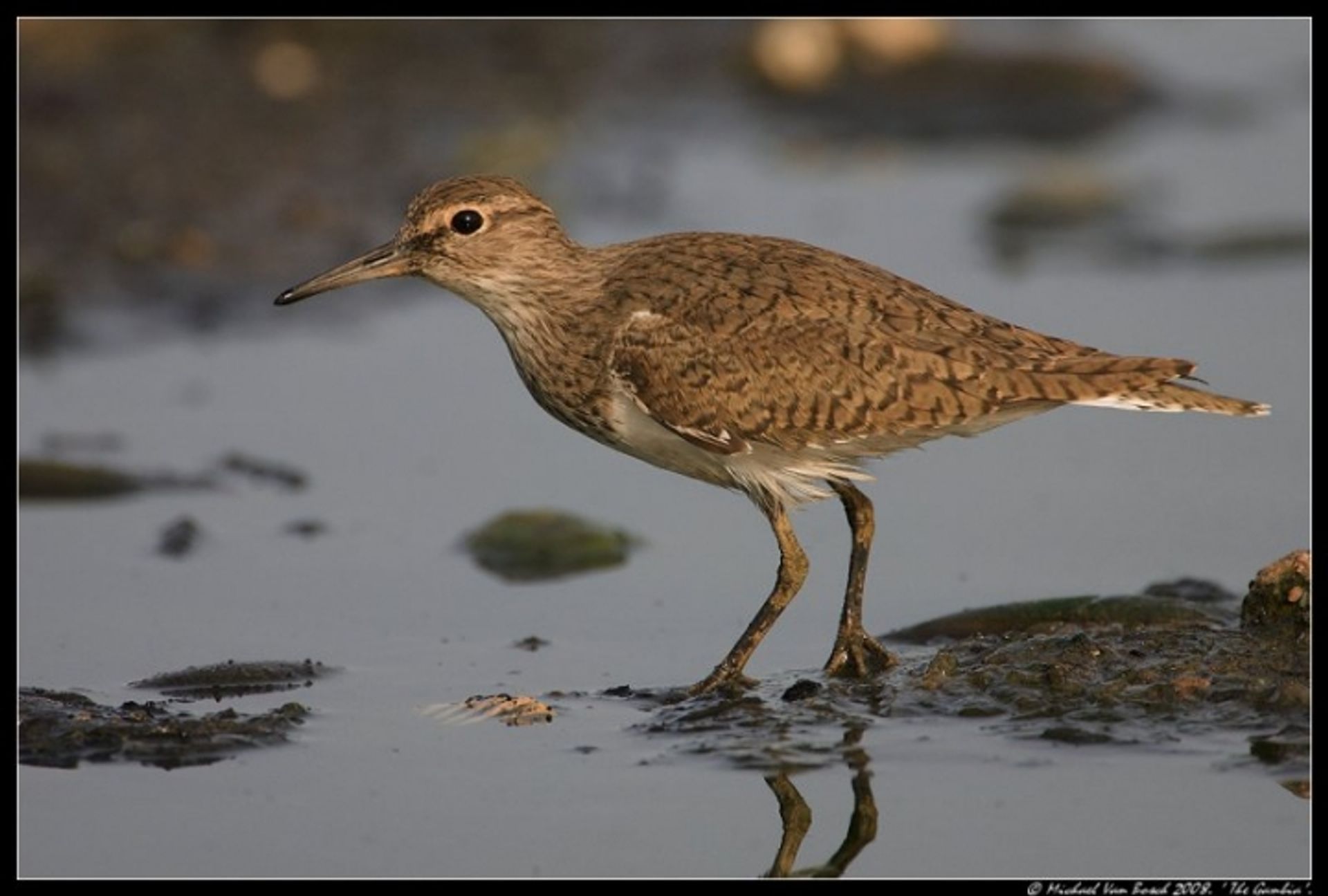 post_زحار الرمل