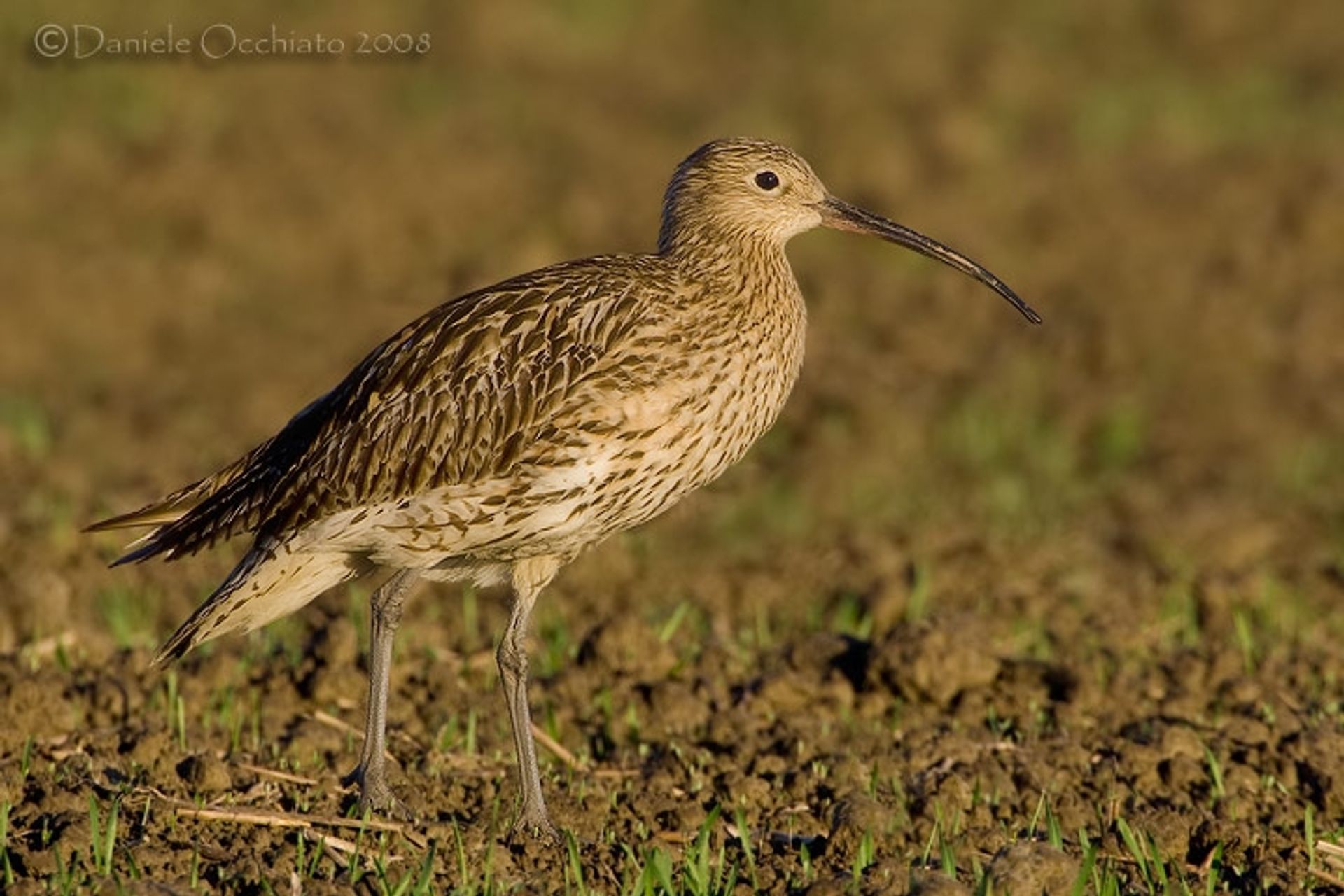 post_كروان الماء