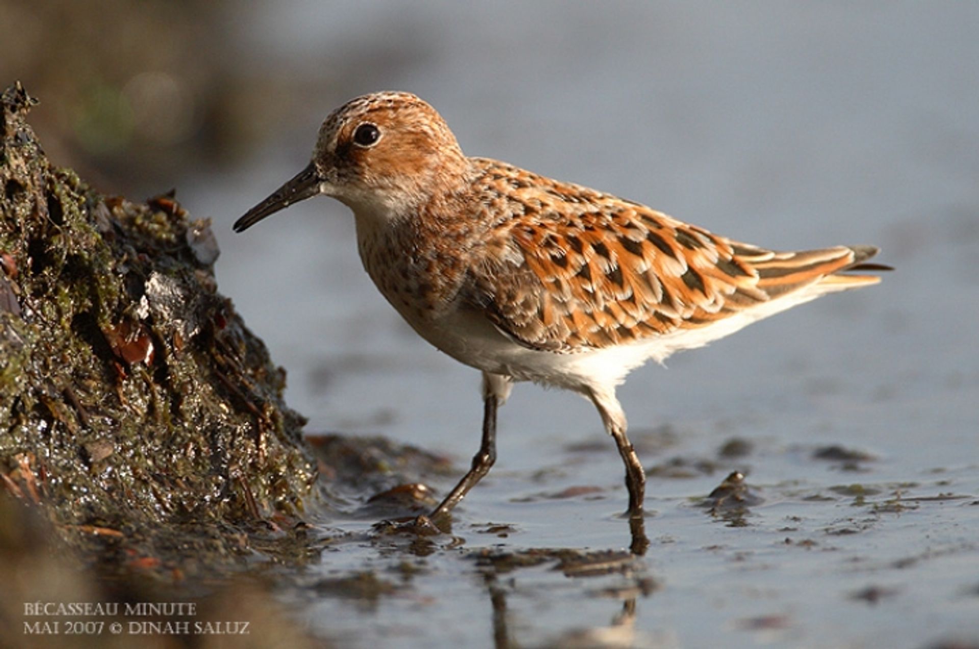 post_دريجة صغيرة