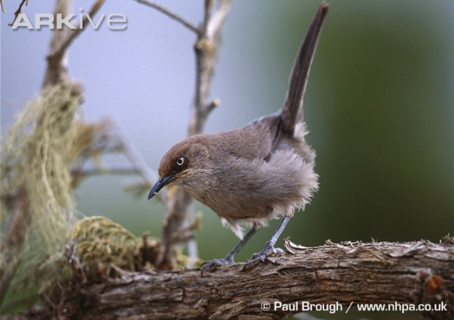 post_المغرد اليمني