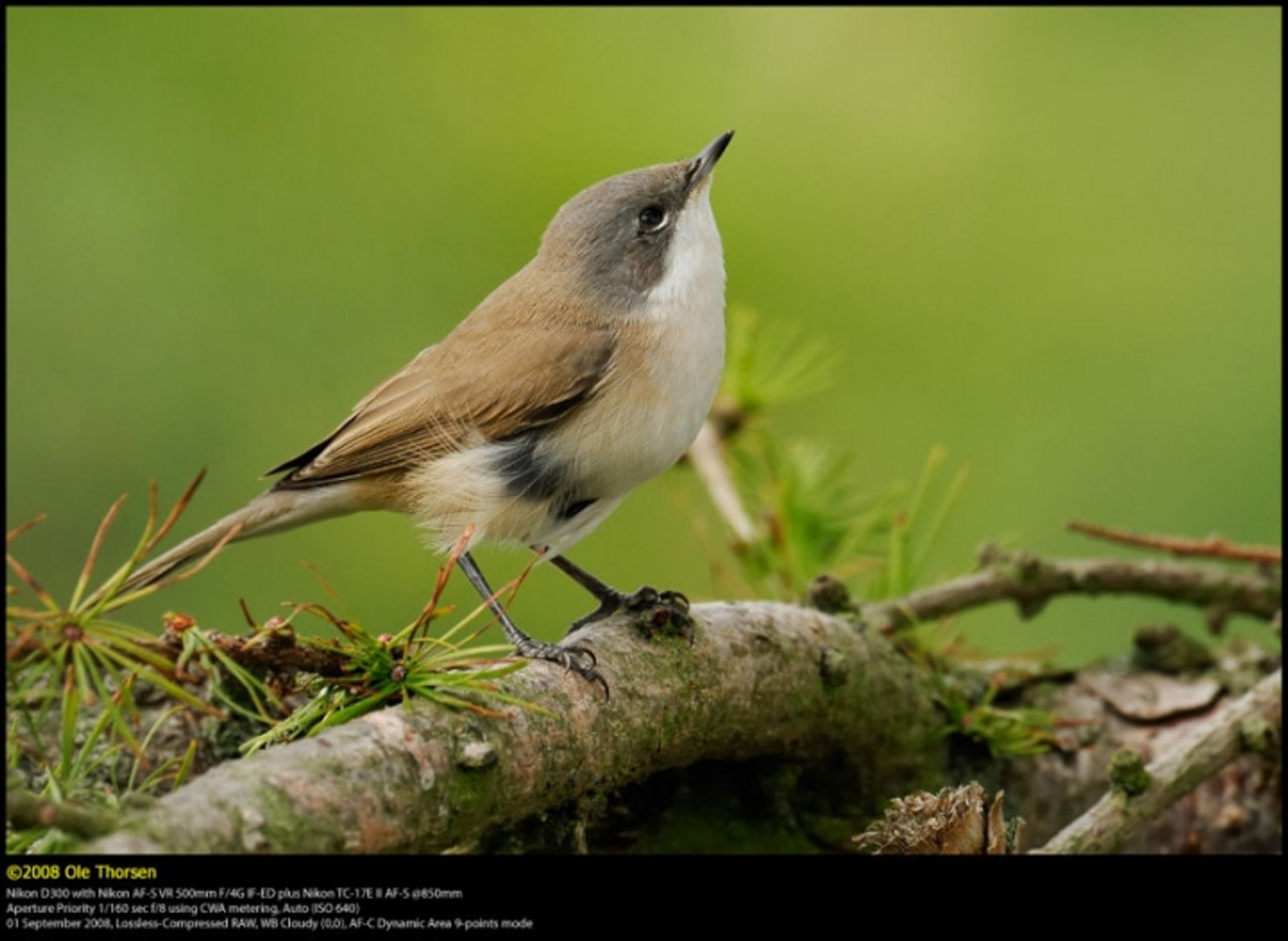 post_دخلة بيضاء الزور الصغرى