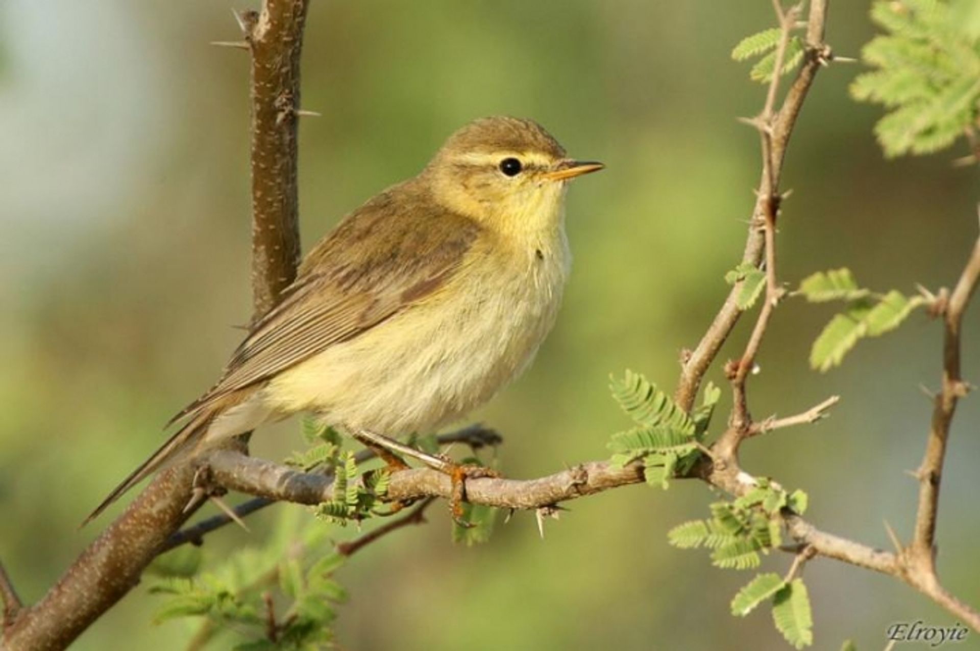 post_نقشارة الصفصاف