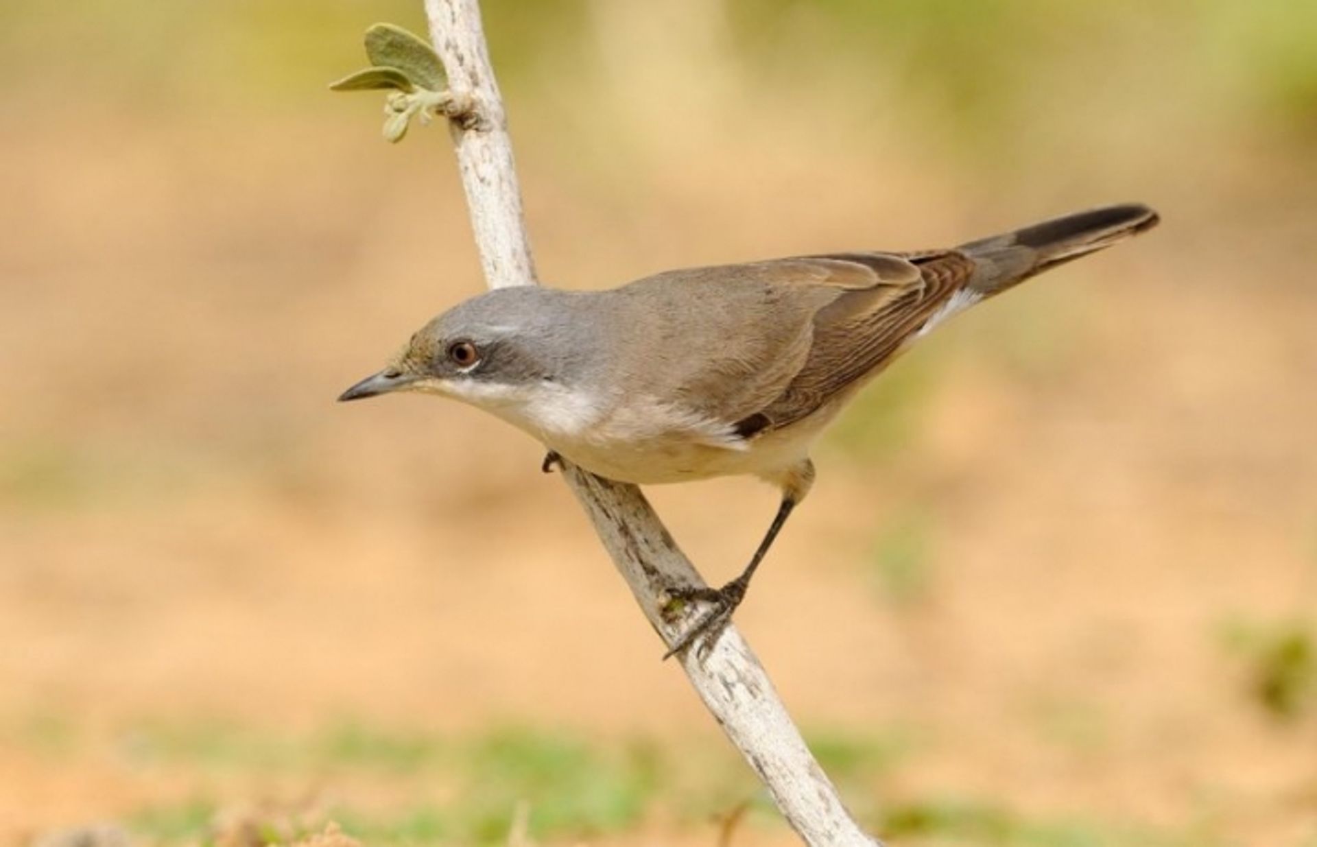 post_دخلة بيضاء الزور الصغرى