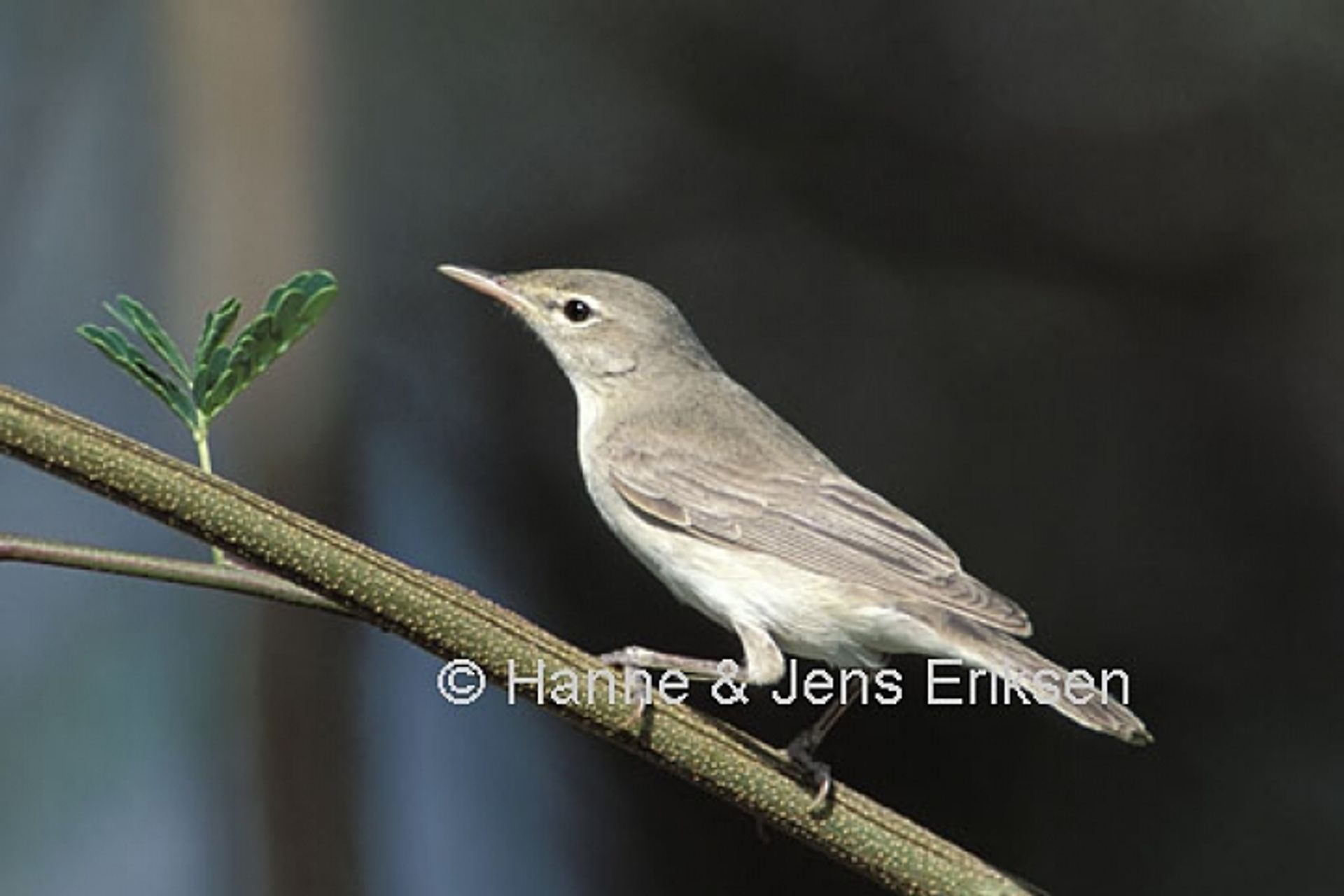 post_هازجة زيتونية