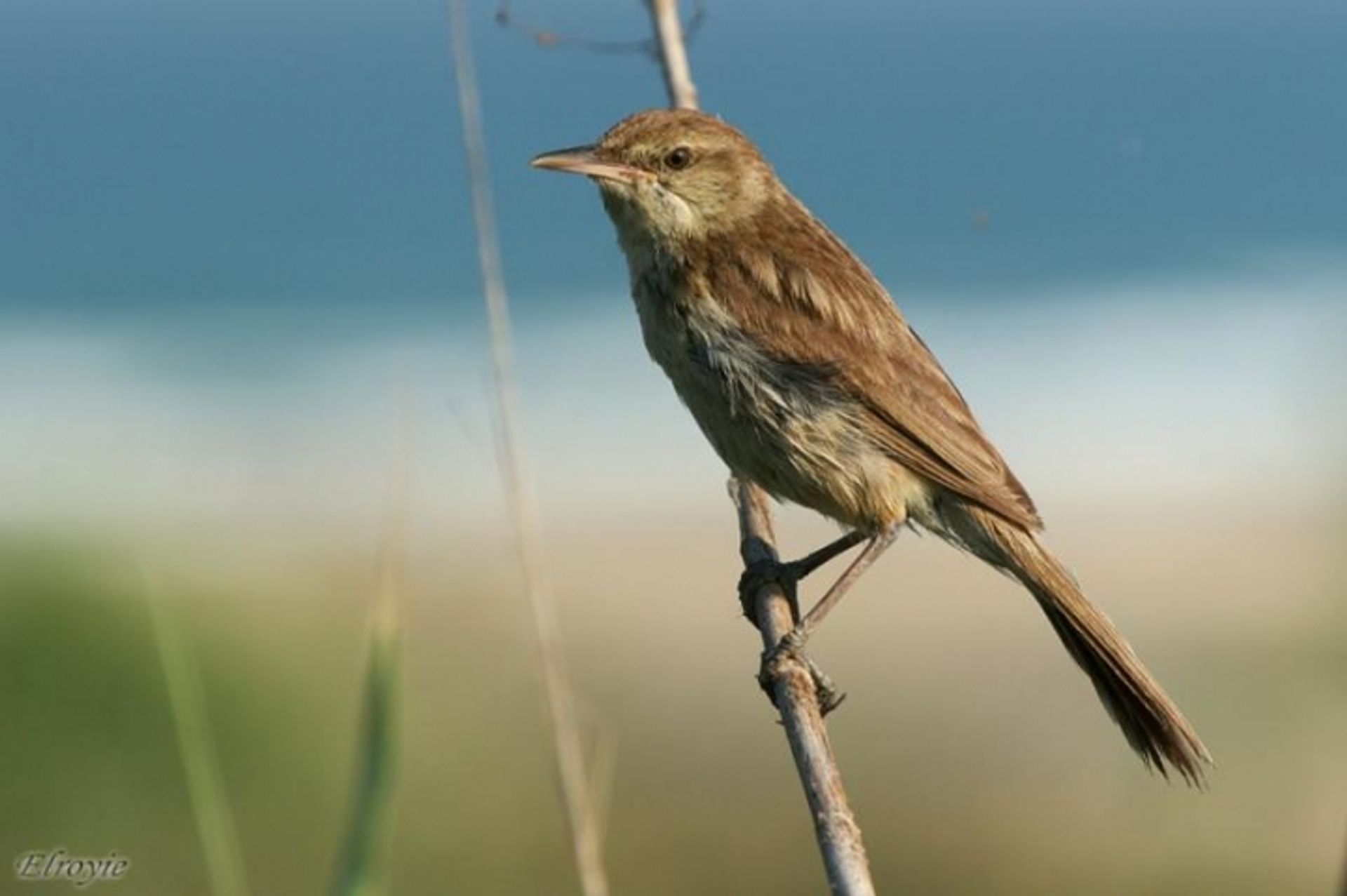 post_هازجة القصب الصياحة