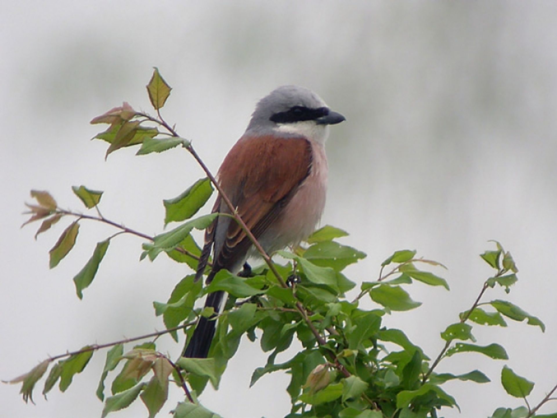 post_صرد محمر الظهر (النهس)