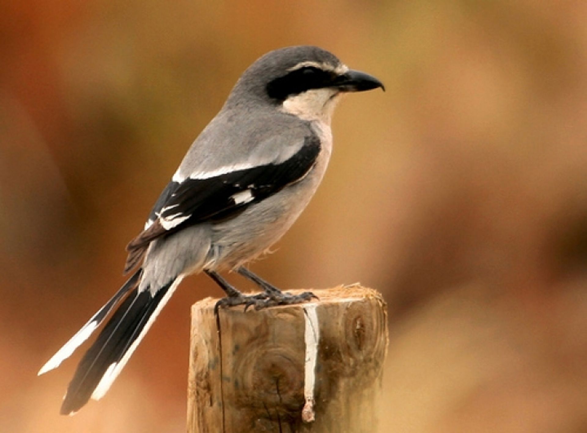 post_صرد رمادي كبير