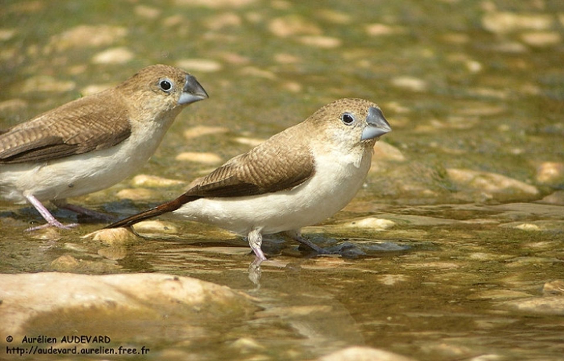 post_فضي المنقار الأفريقي